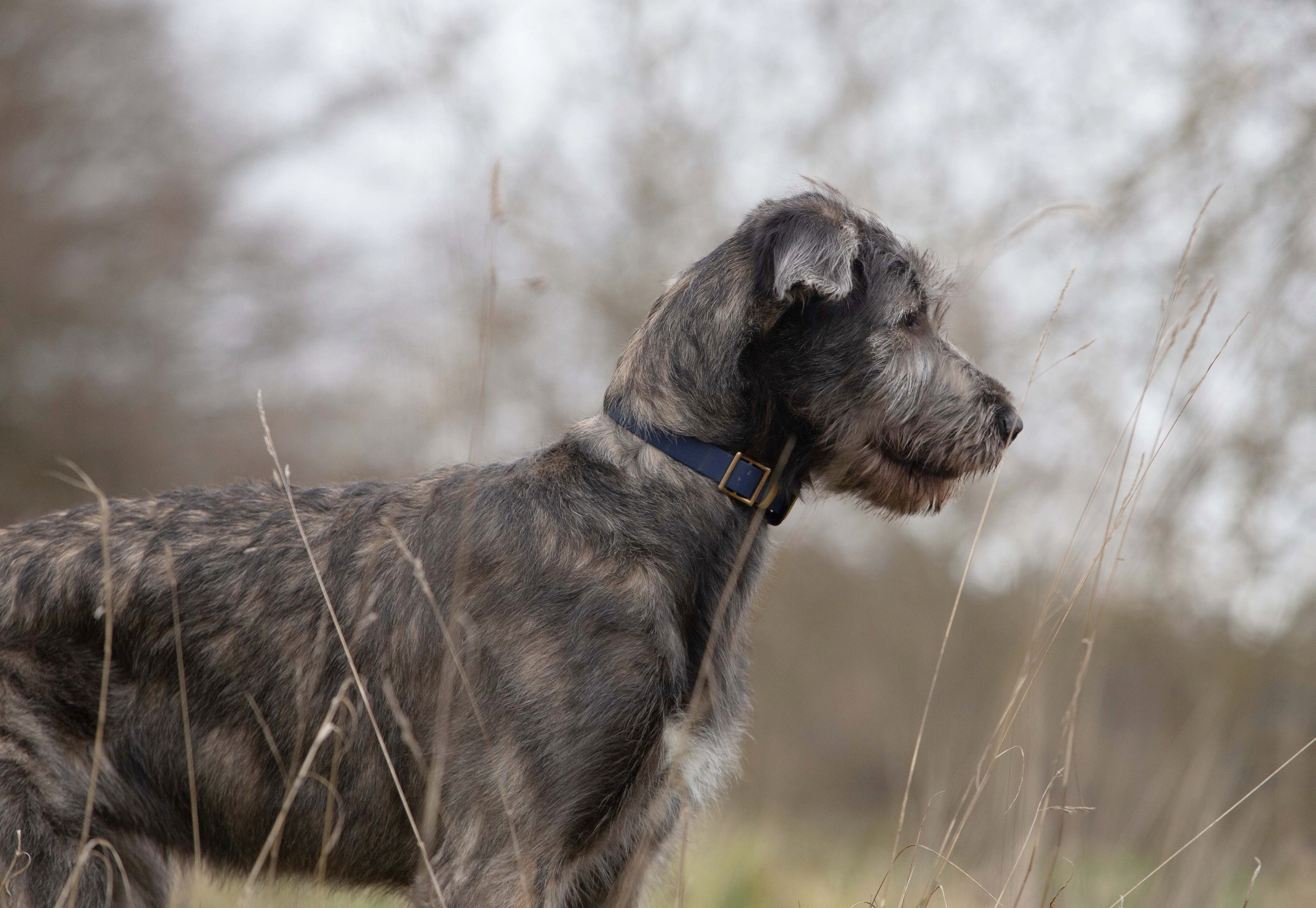 Spring City Blueberry. CLYDESDALE HOUSE