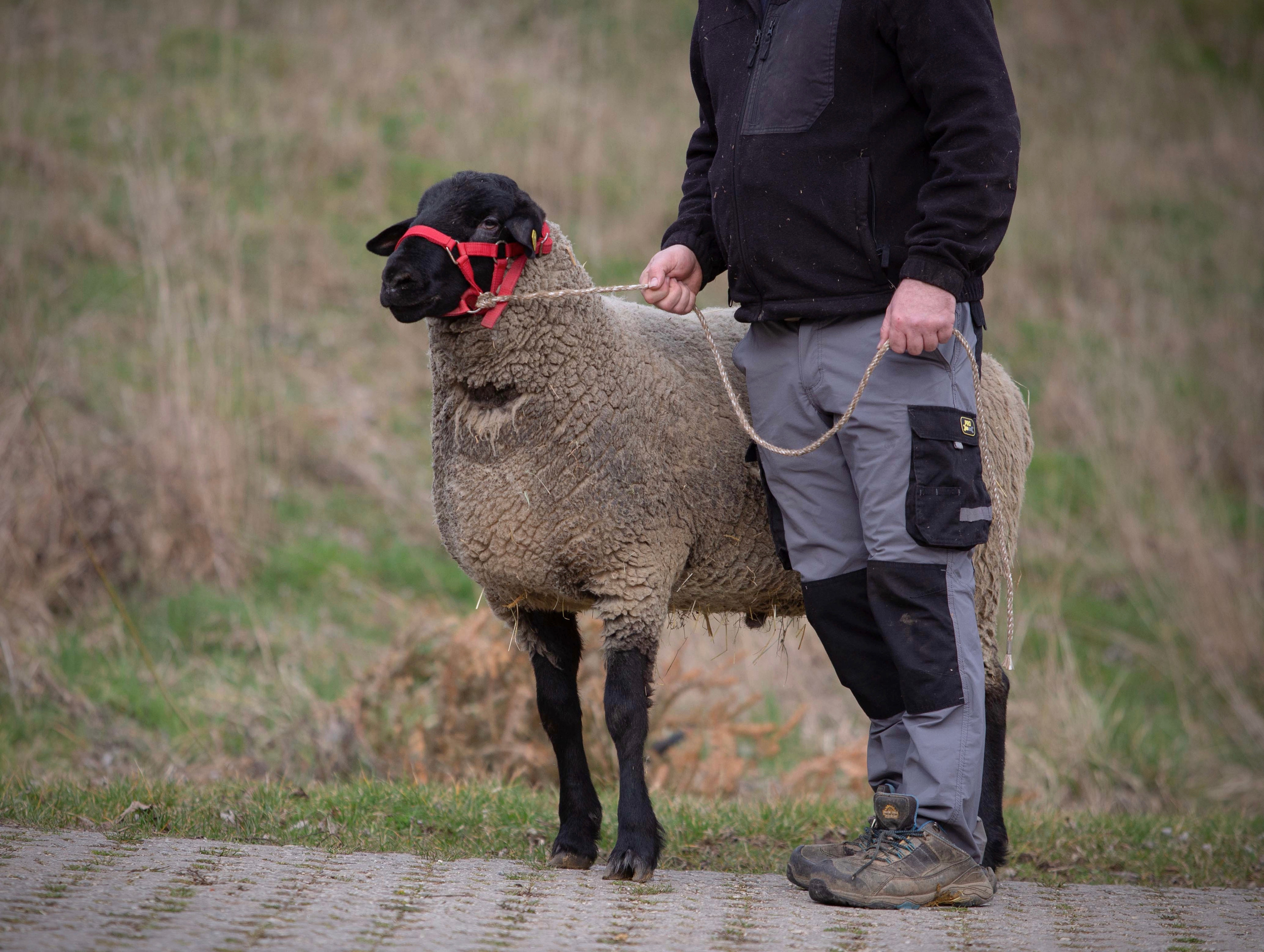 Баран породы Суффолк.