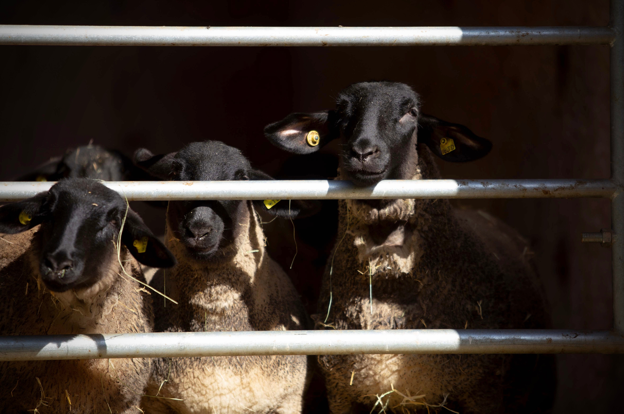 Племенные матки нашего хозяйства.
