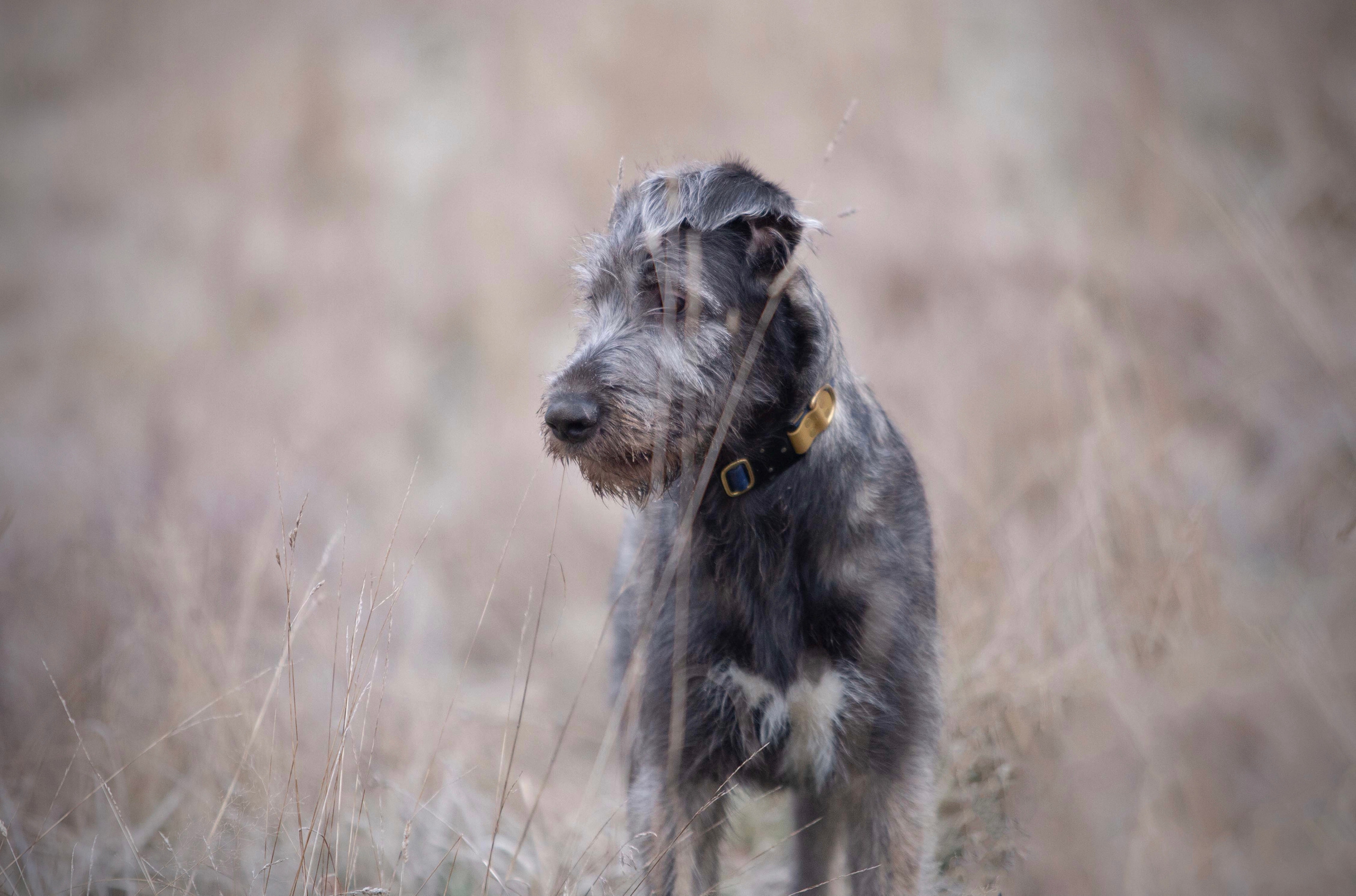 Spring City Blueberry. CLYDESDALE HOUSE
