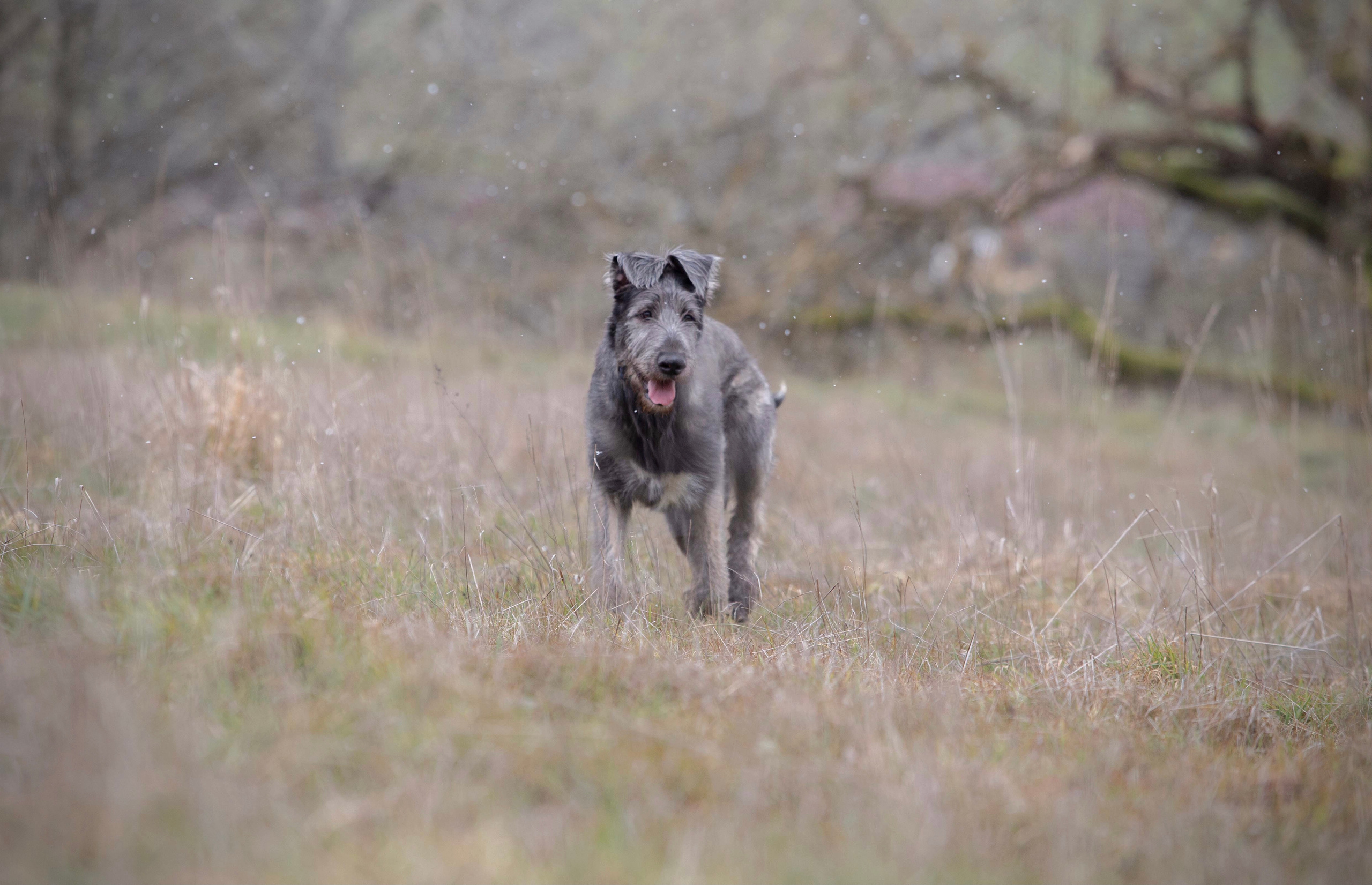 Spring City Blueberry. CLYDESDALE HOUSE