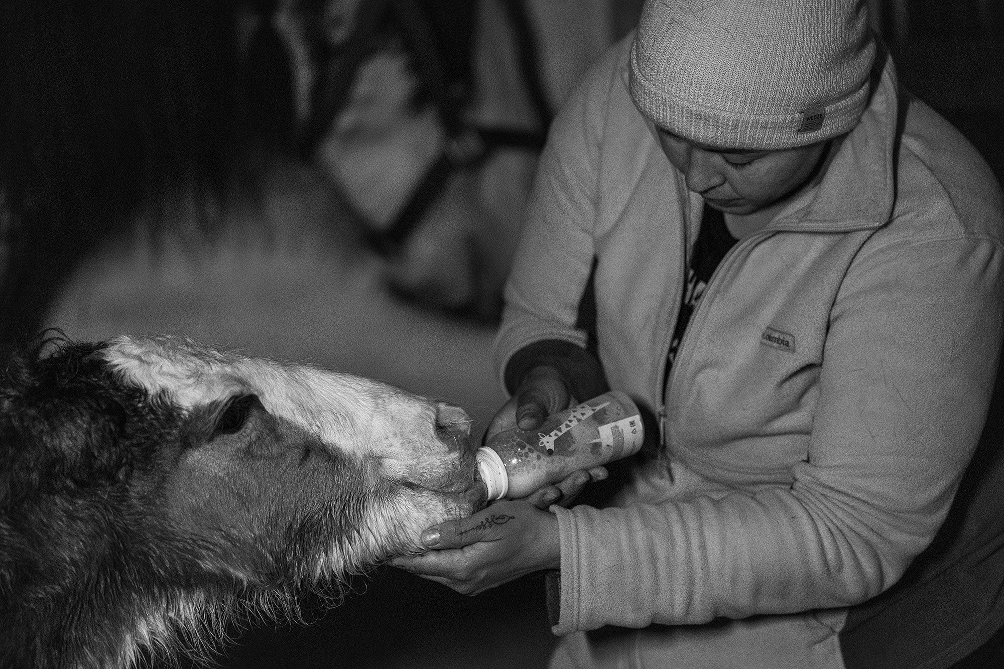 Lille Valley‘s Starlight. CLYDESDALE HOUSE