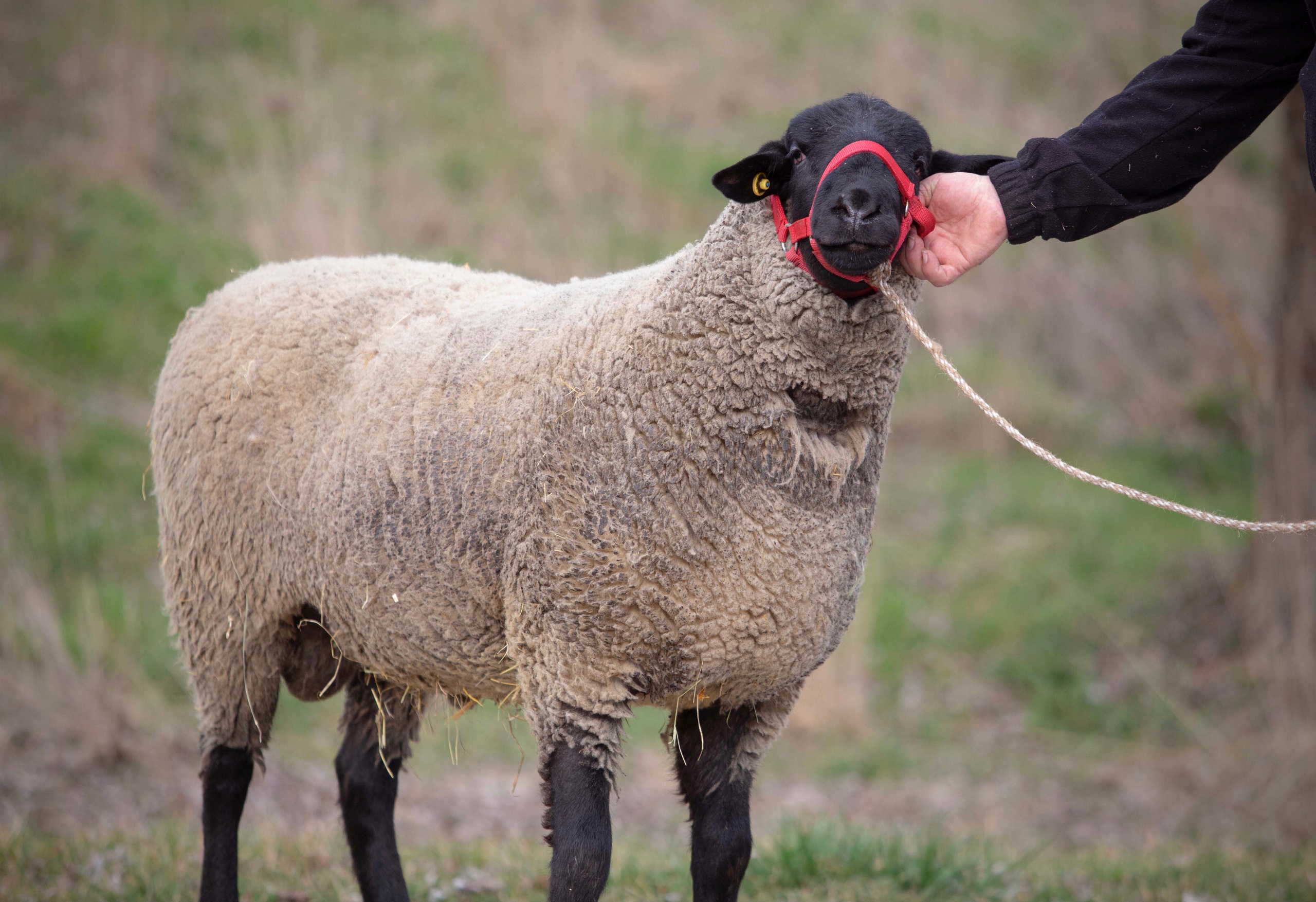 Племенной баран породы Саффолк.