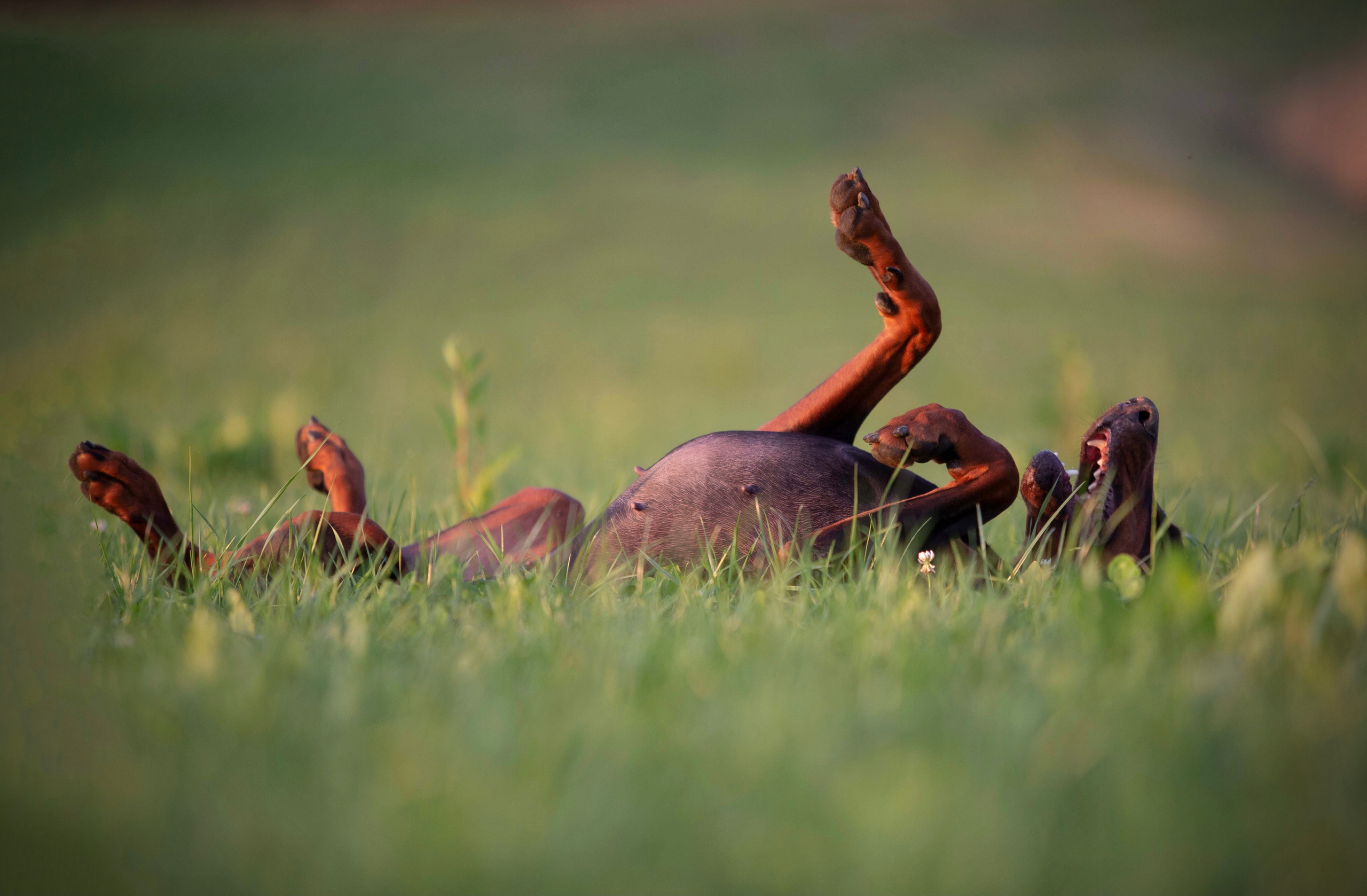 Laralove Alexandria. CLYDESDALE HOUSE