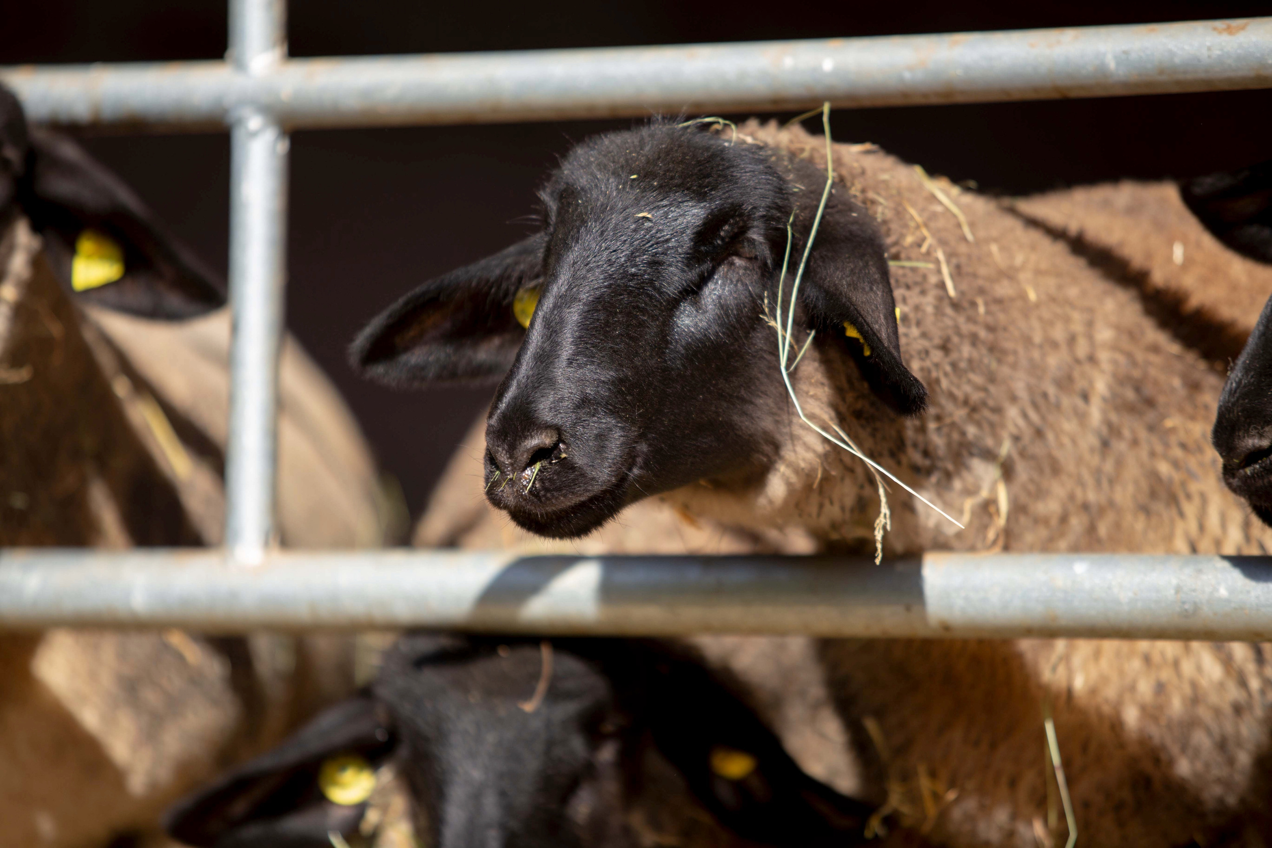 SUFFOLK. CLYDESDALE HOUSE