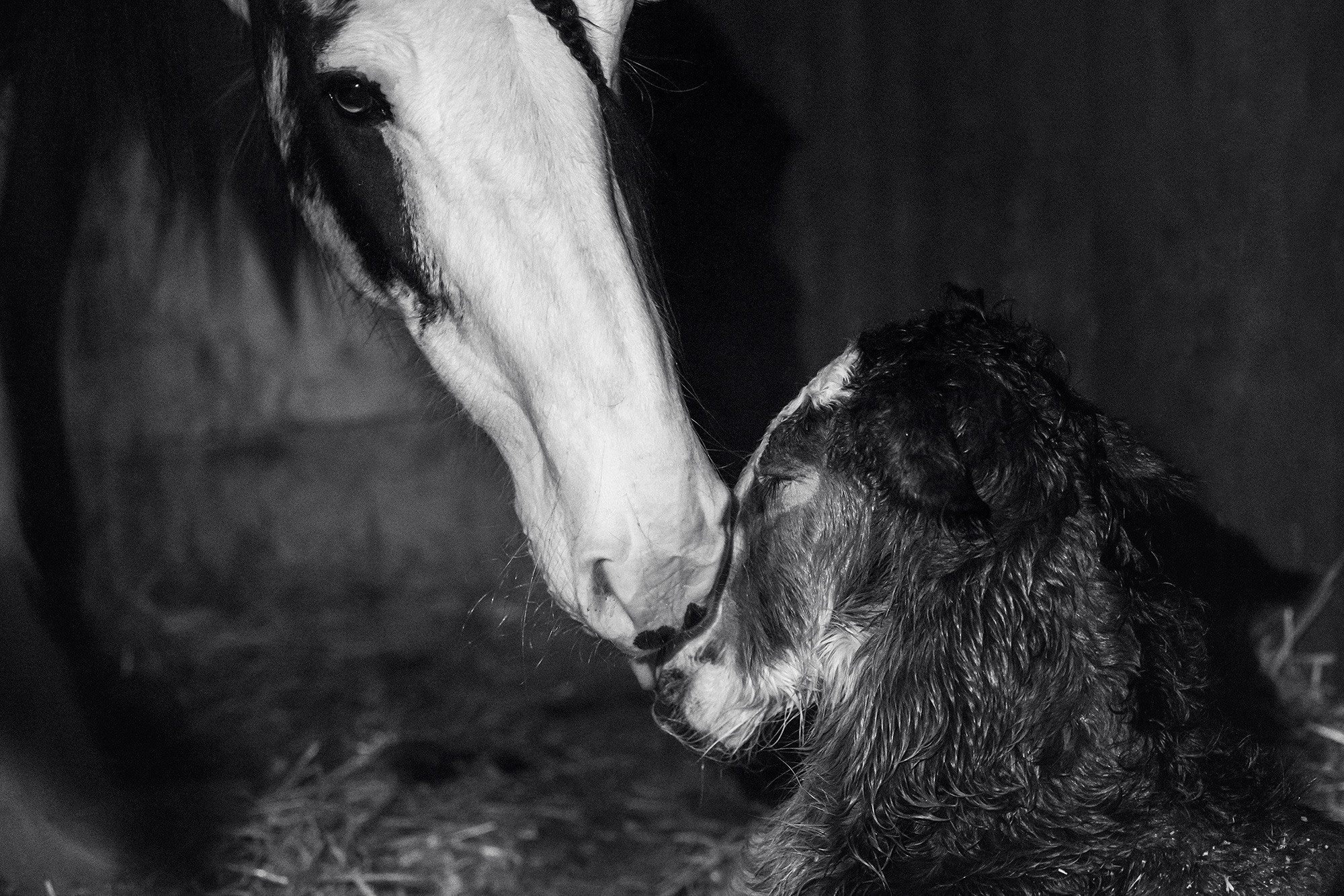 Lille Valley‘s Starlight. CLYDESDALE HOUSE