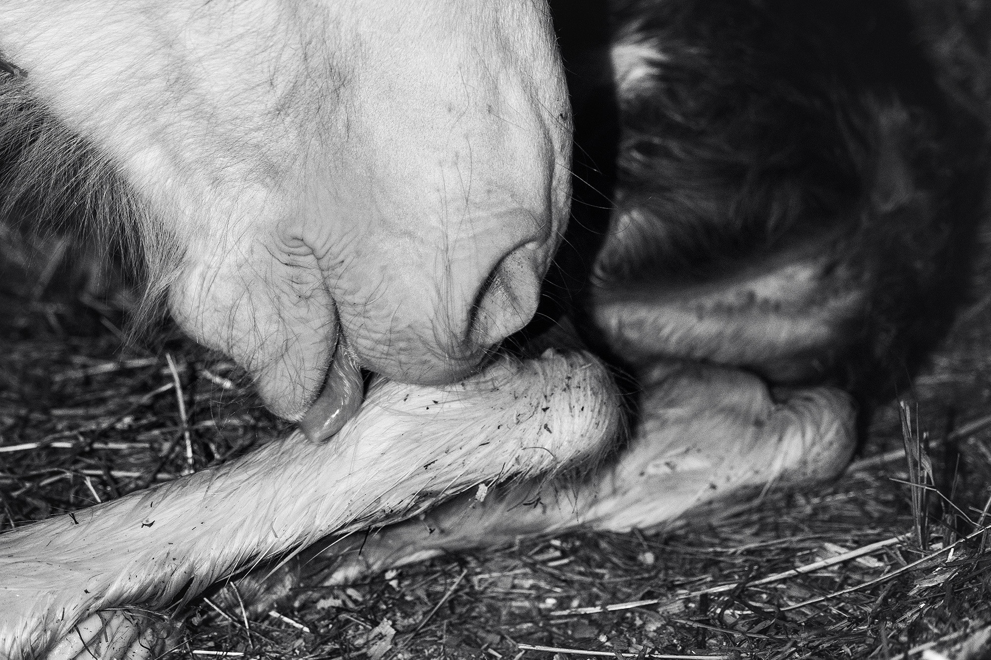 Lille Valley‘s Starlight. CLYDESDALE HOUSE