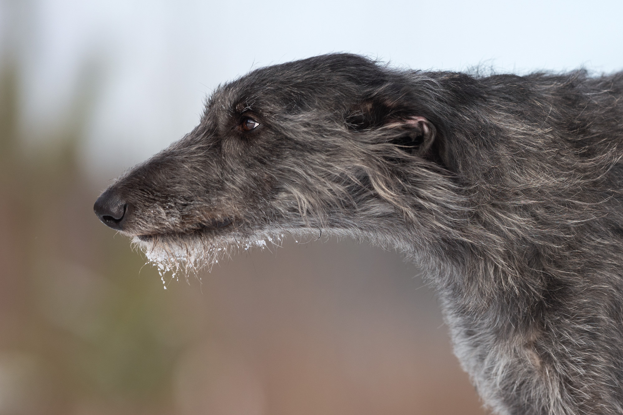 Silva Isa Sence of Beauty. CLYDESDALE HOUSE