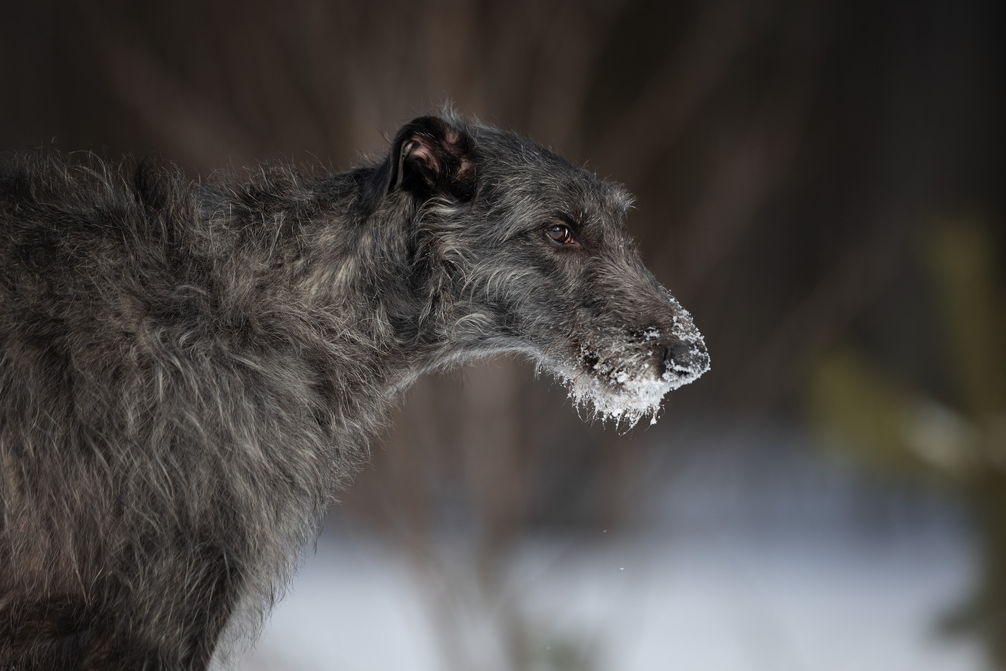 Silva Isa Sence of Beauty. CLYDESDALE HOUSE