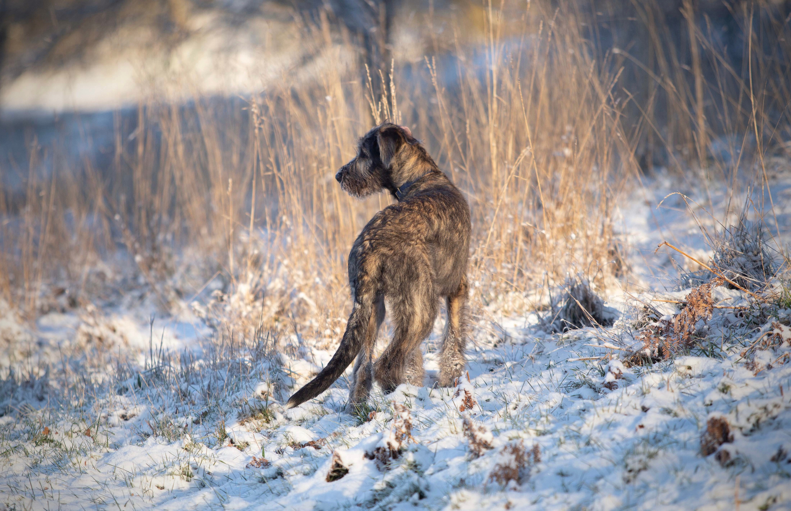Spring City Blueberry. CLYDESDALE HOUSE
