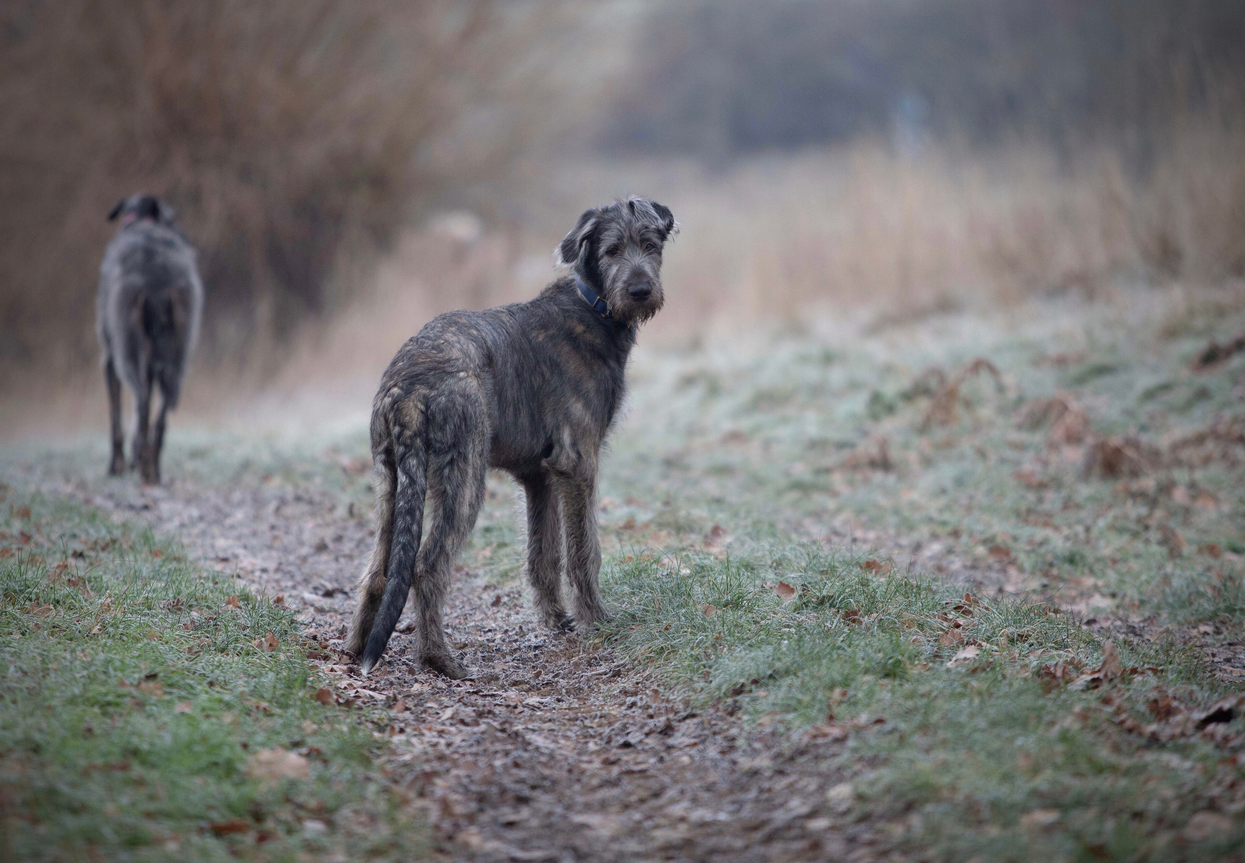 Spring City Blueberry. CLYDESDALE HOUSE