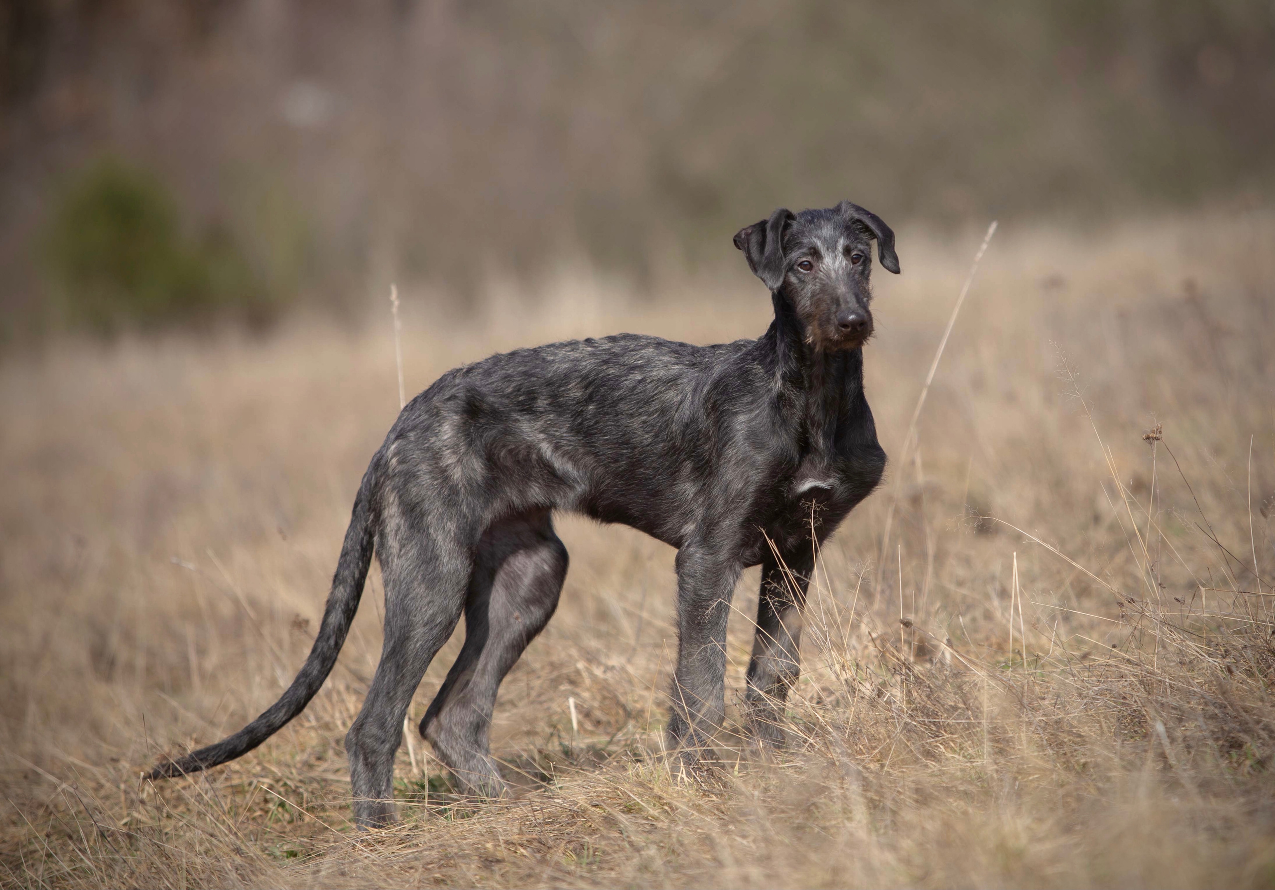 Silva Isa Sence of Beauty. CLYDESDALE HOUSE