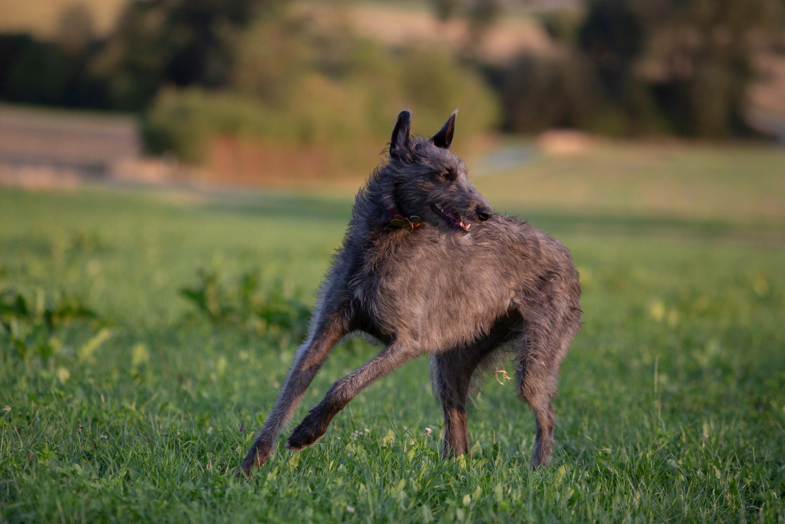 Silva Isa Sence of Beauty. CLYDESDALE HOUSE