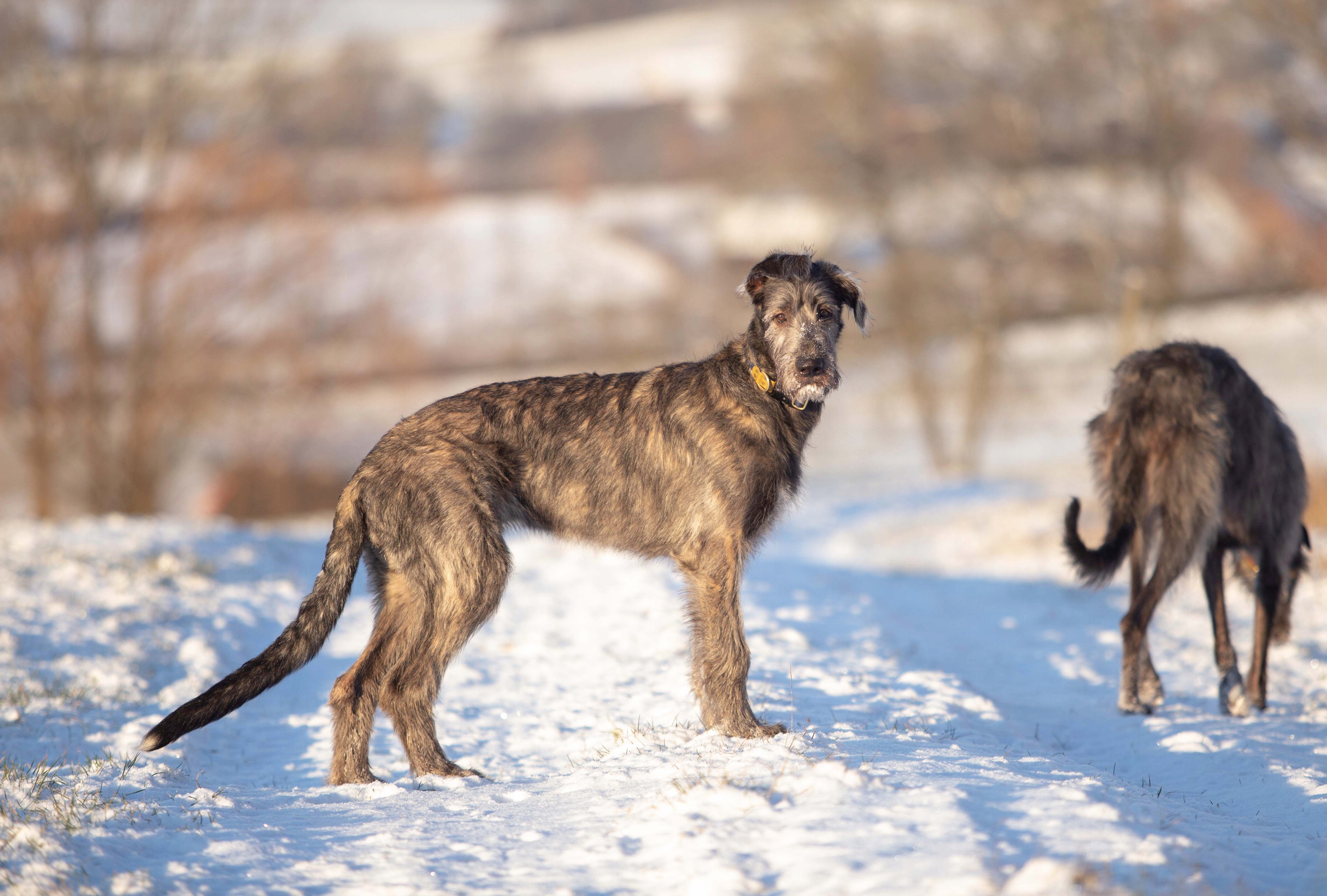Spring City Blueberry. CLYDESDALE HOUSE