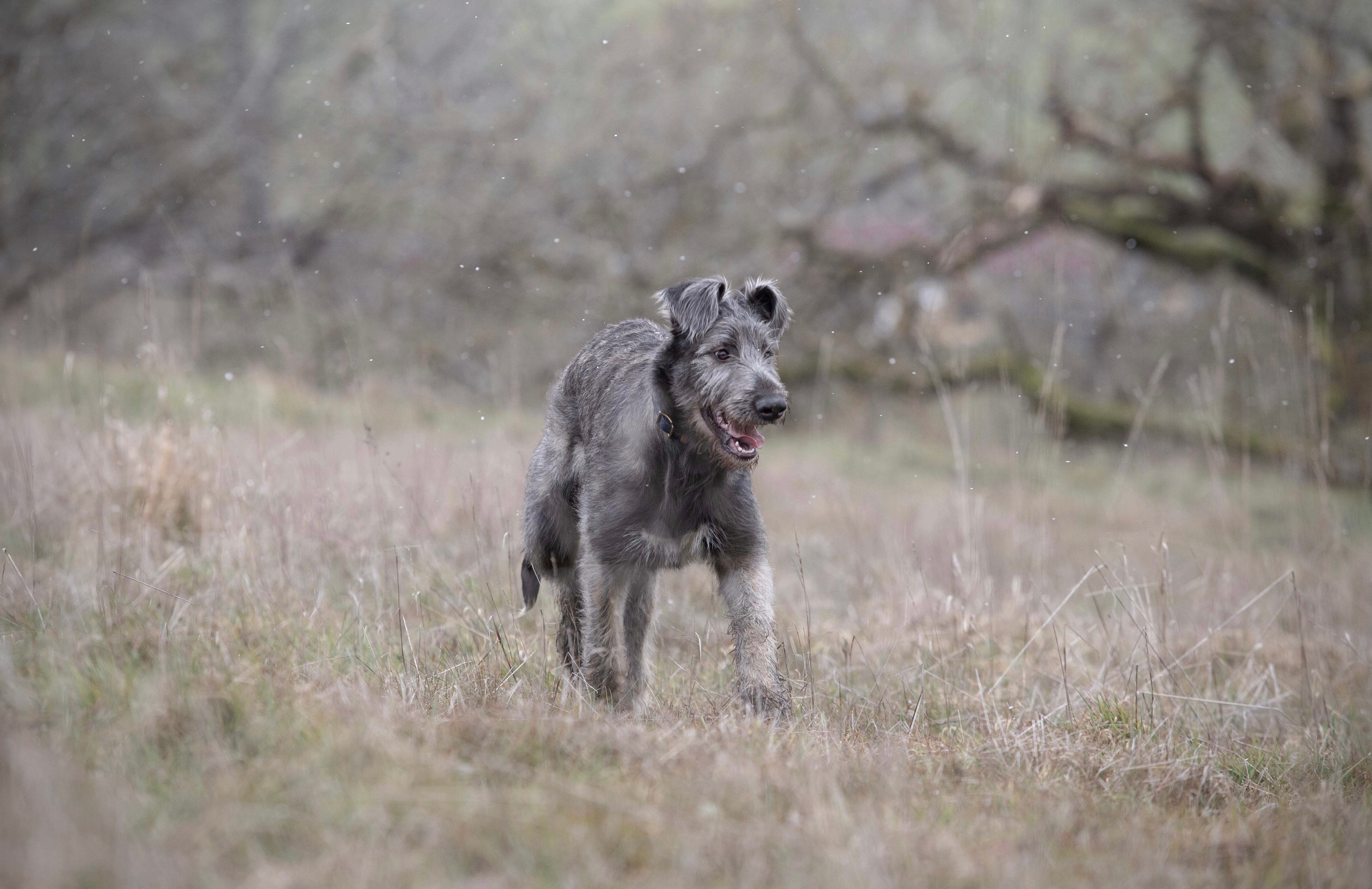 Spring City Blueberry. CLYDESDALE HOUSE