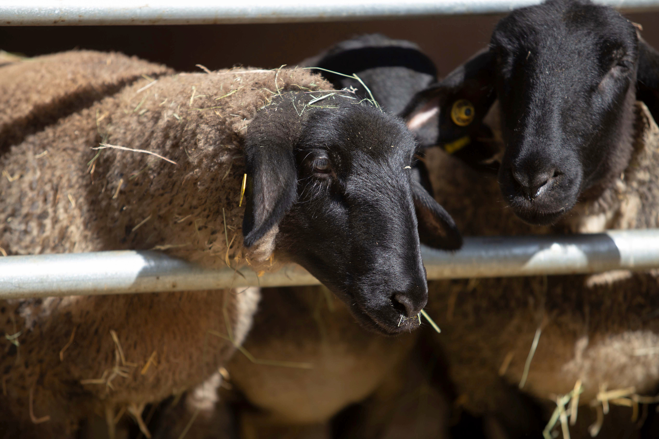 SUFFOLK. CLYDESDALE HOUSE