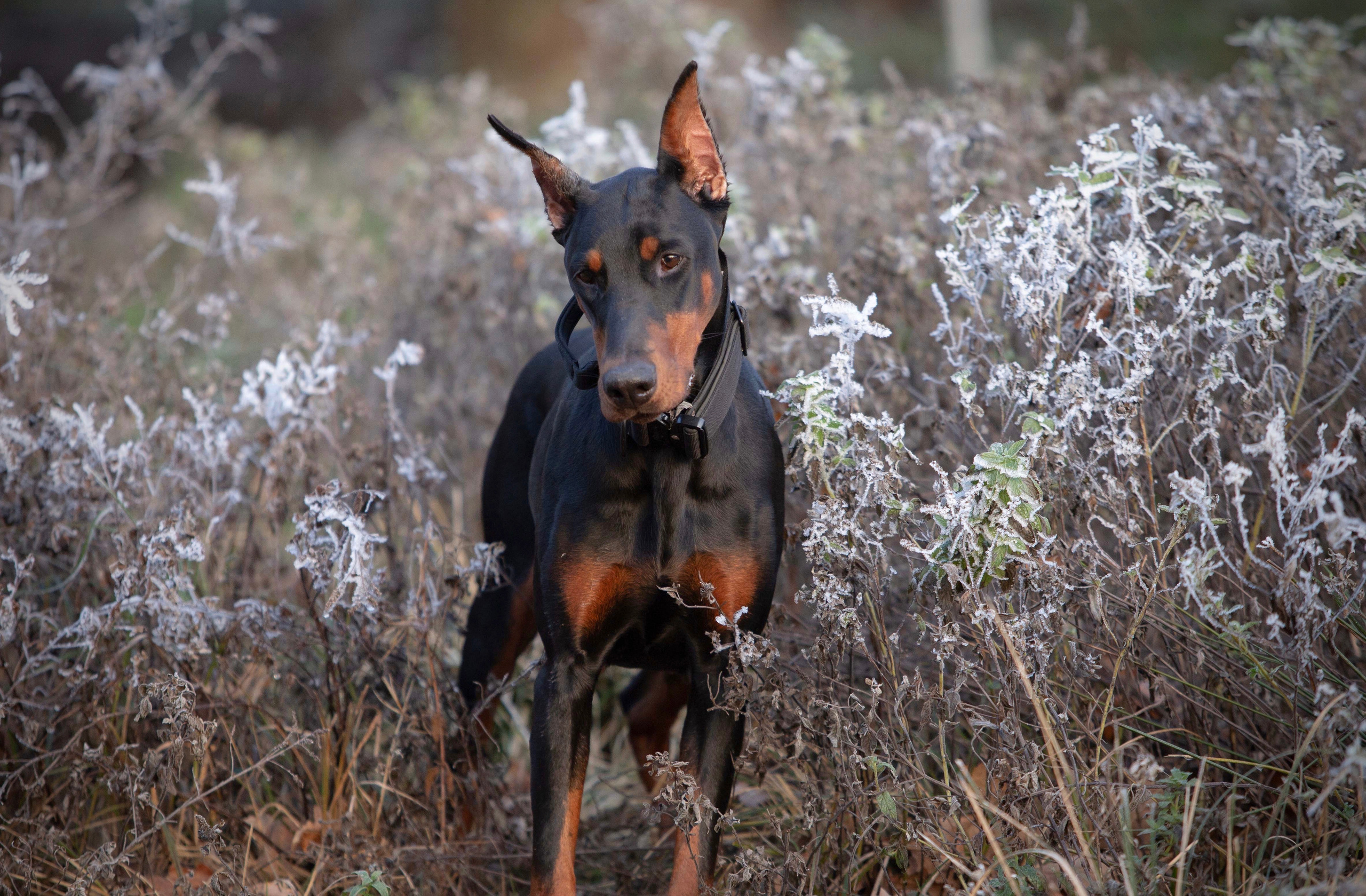 Laralove Alexandria. CLYDESDALE HOUSE