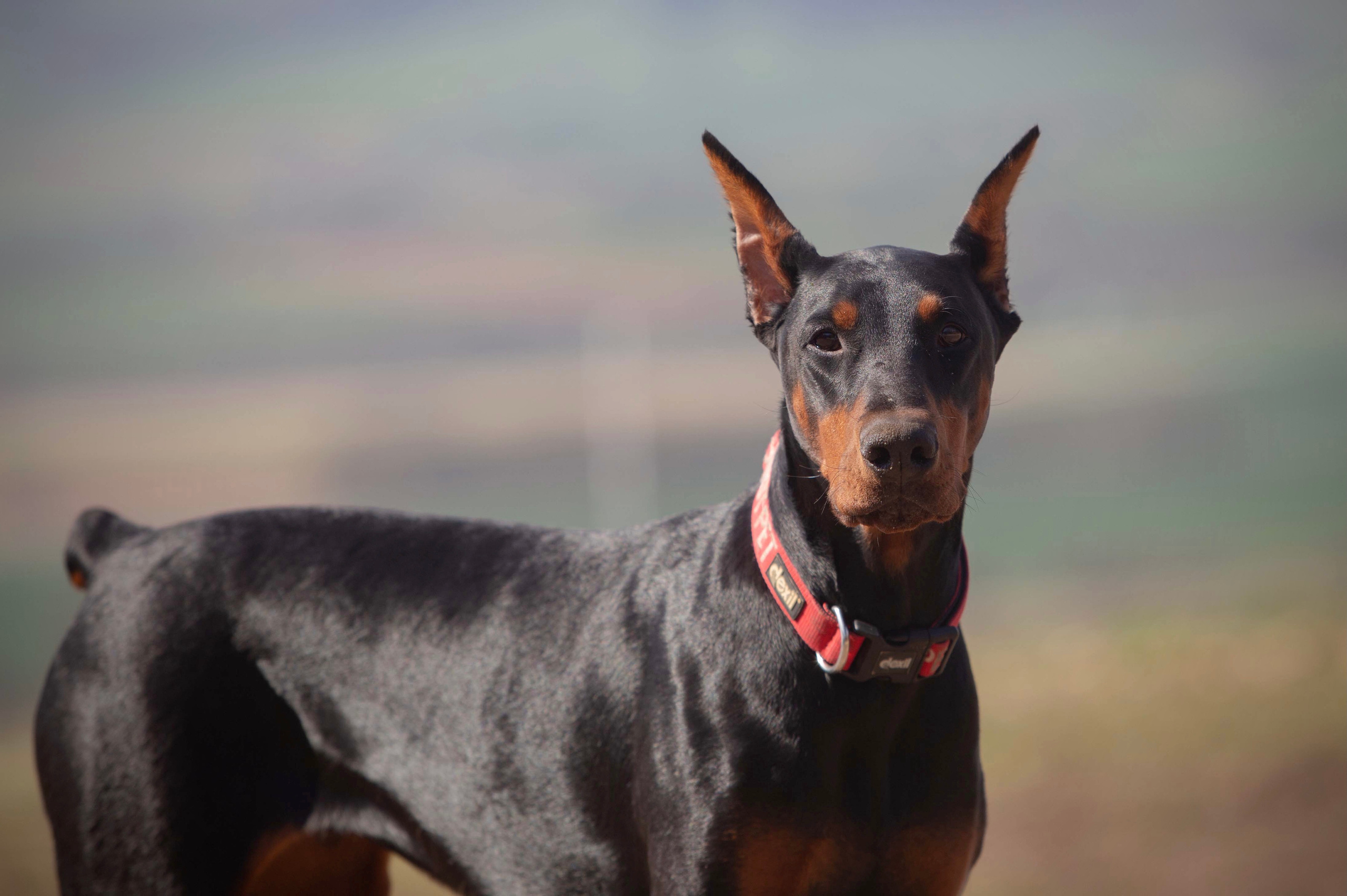 Laralove Alexandria. CLYDESDALE HOUSE