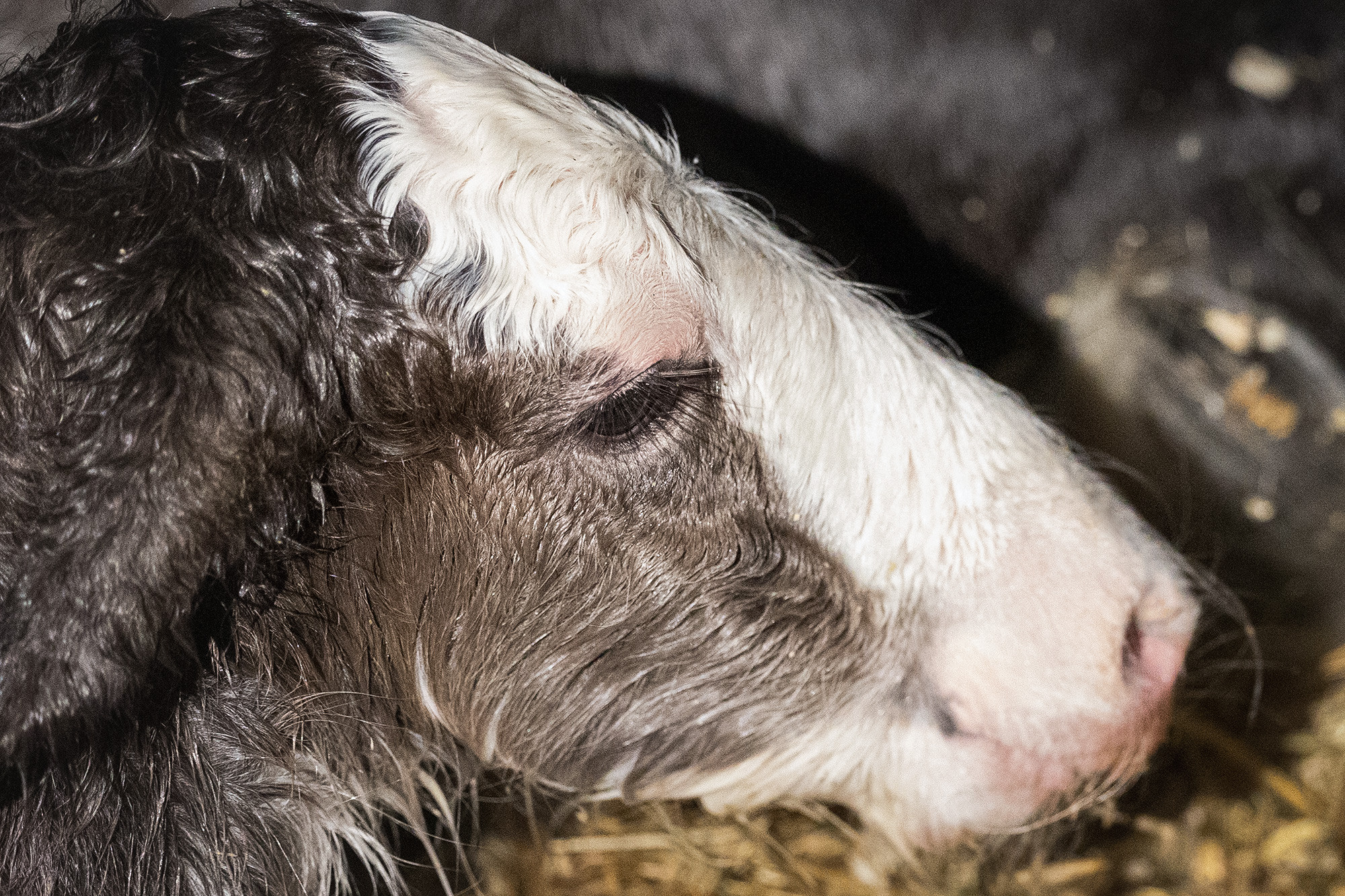 Lille Valley‘s Starlight. CLYDESDALE HOUSE