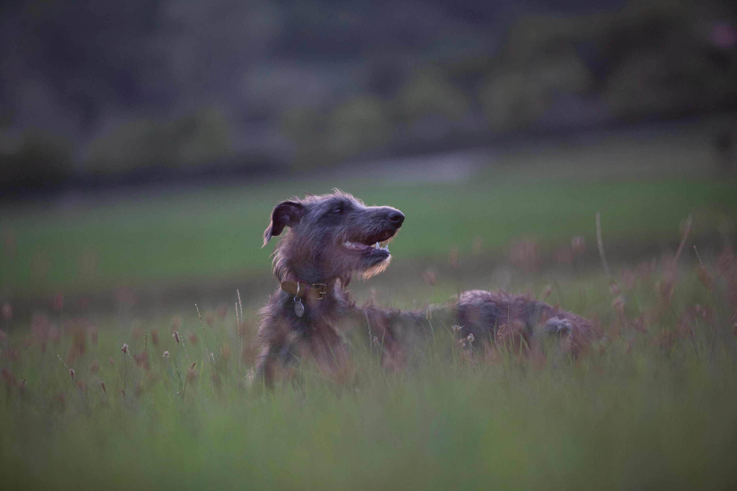 Silva Isa Sence of Beauty. CLYDESDALE HOUSE