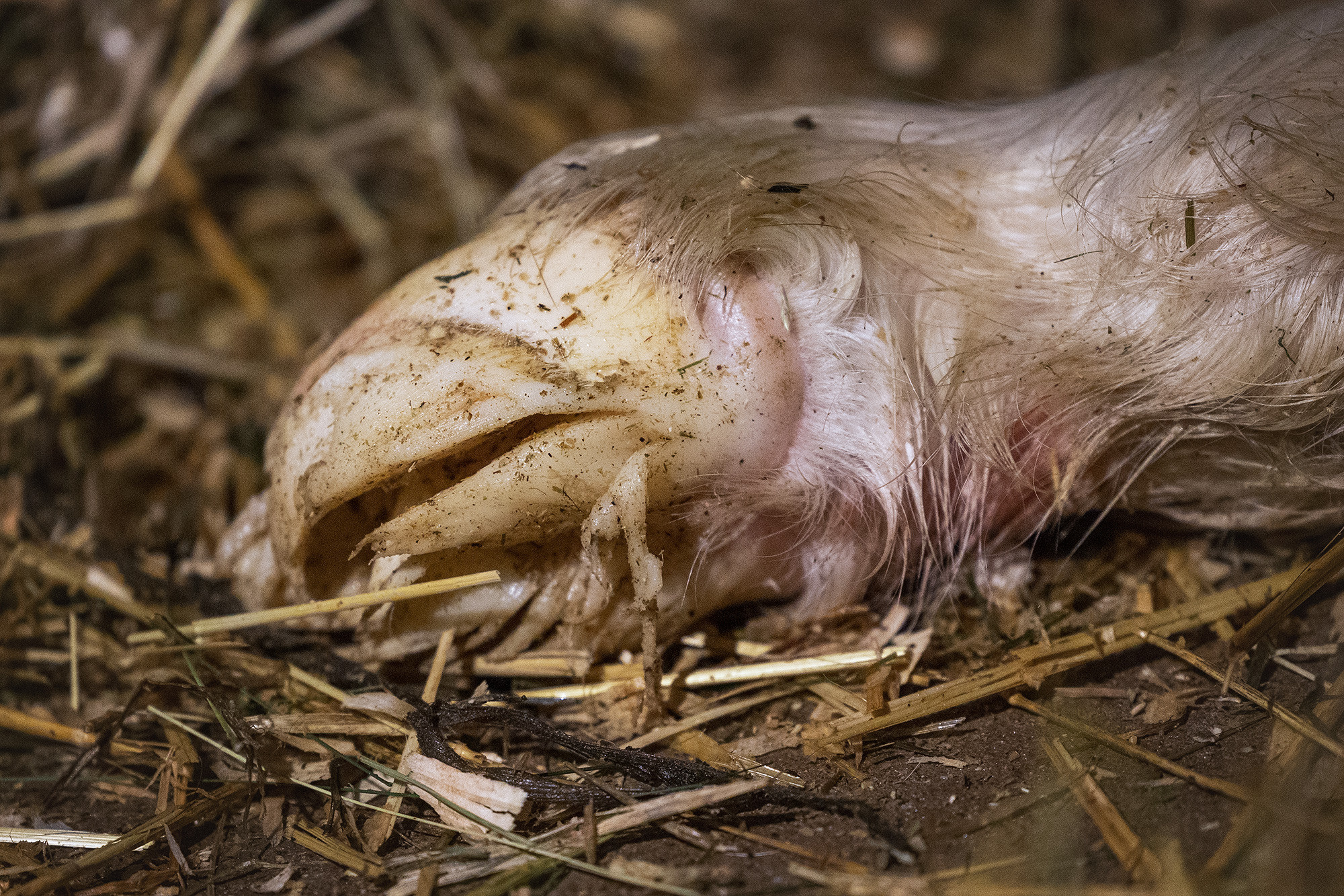 Lille Valley‘s Starlight. CLYDESDALE HOUSE