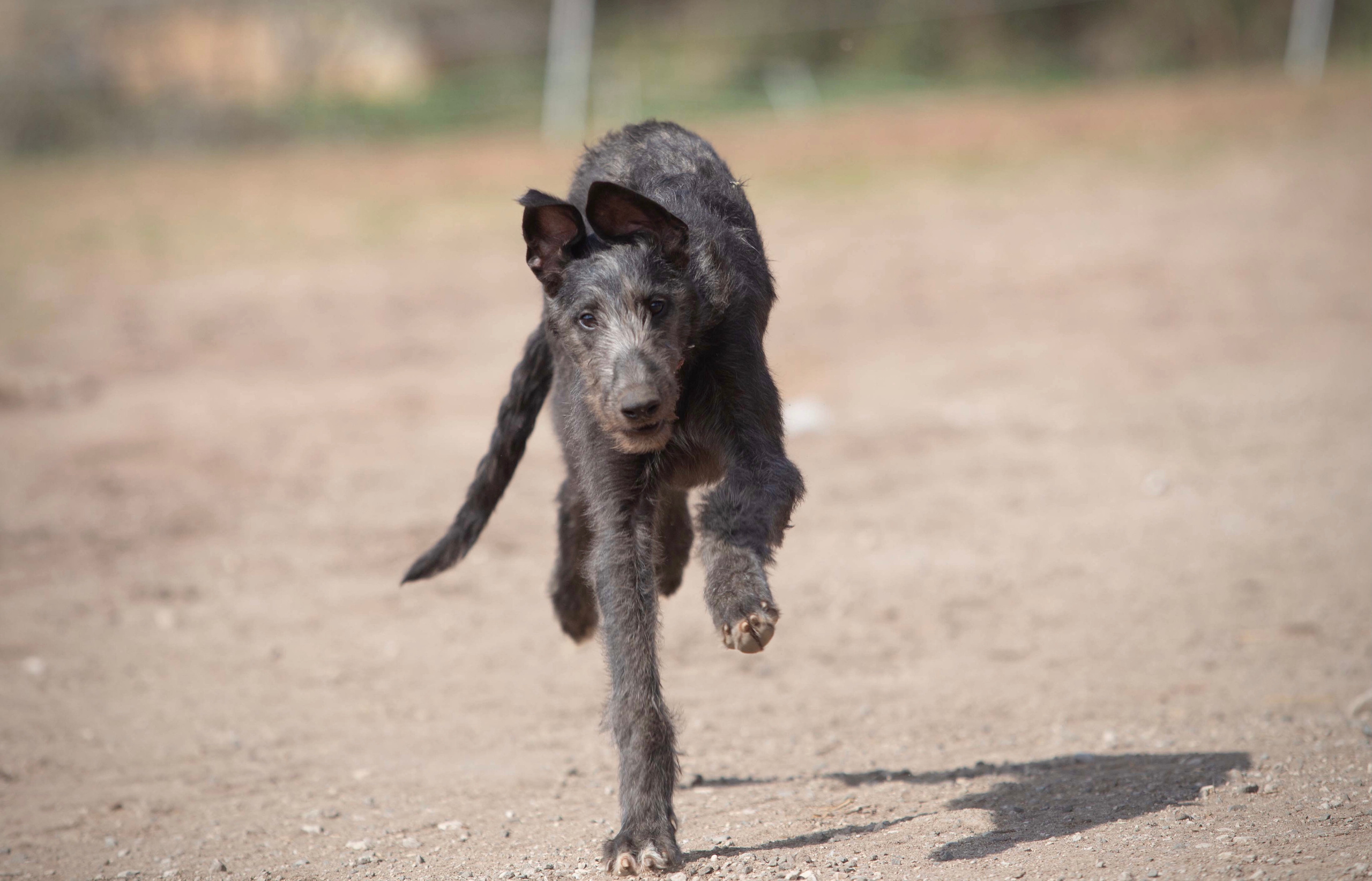 Silva Isa Sence of Beauty. CLYDESDALE HOUSE