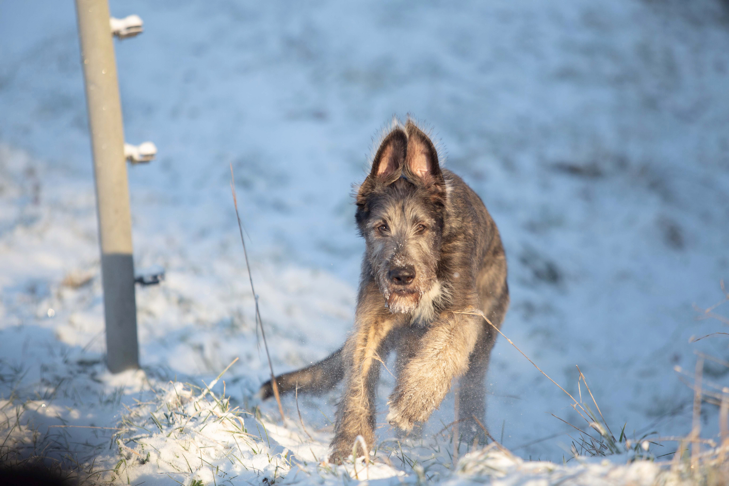 Spring City Blueberry. CLYDESDALE HOUSE