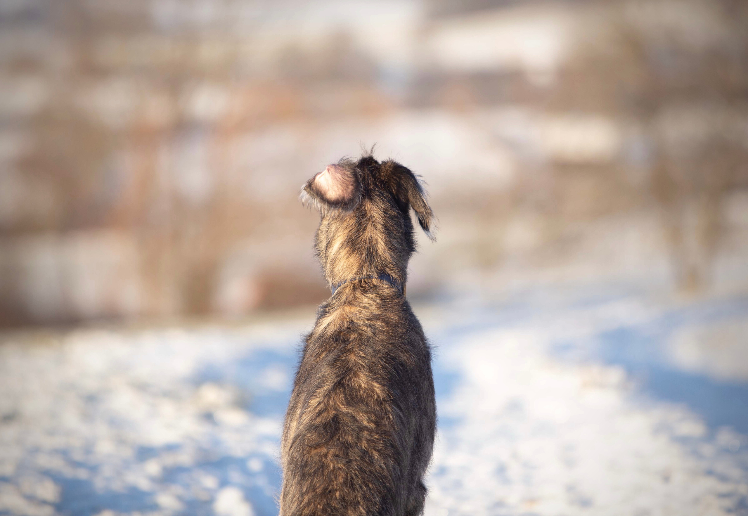 Spring City Blueberry. CLYDESDALE HOUSE