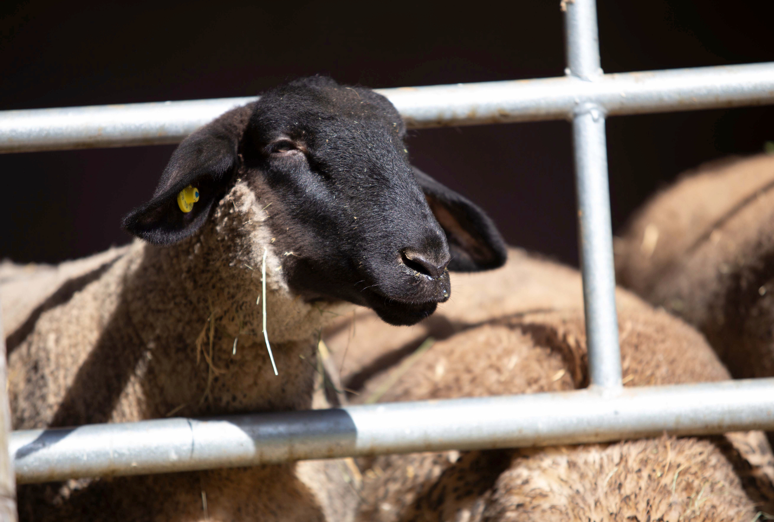 SUFFOLK. CLYDESDALE HOUSE