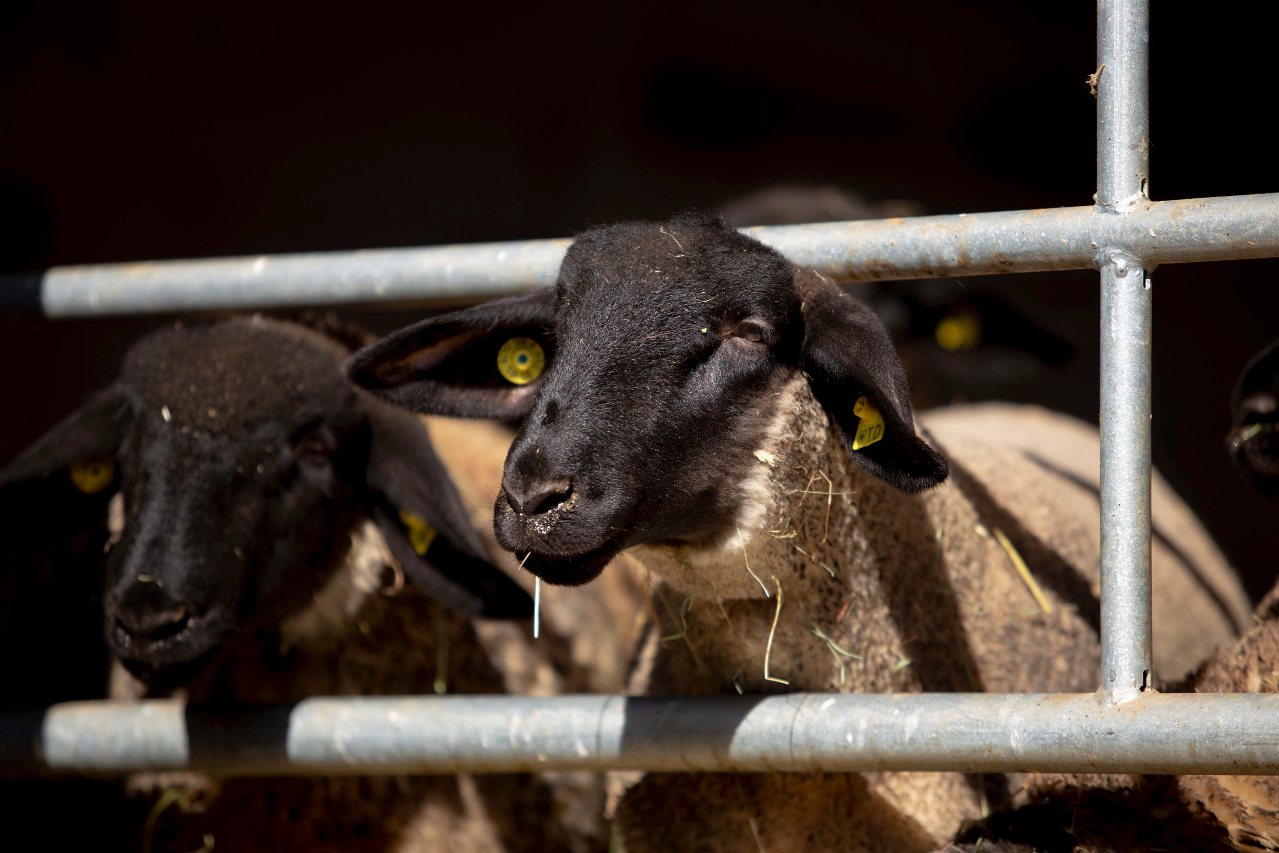 Племенная овца породы Саффолк.