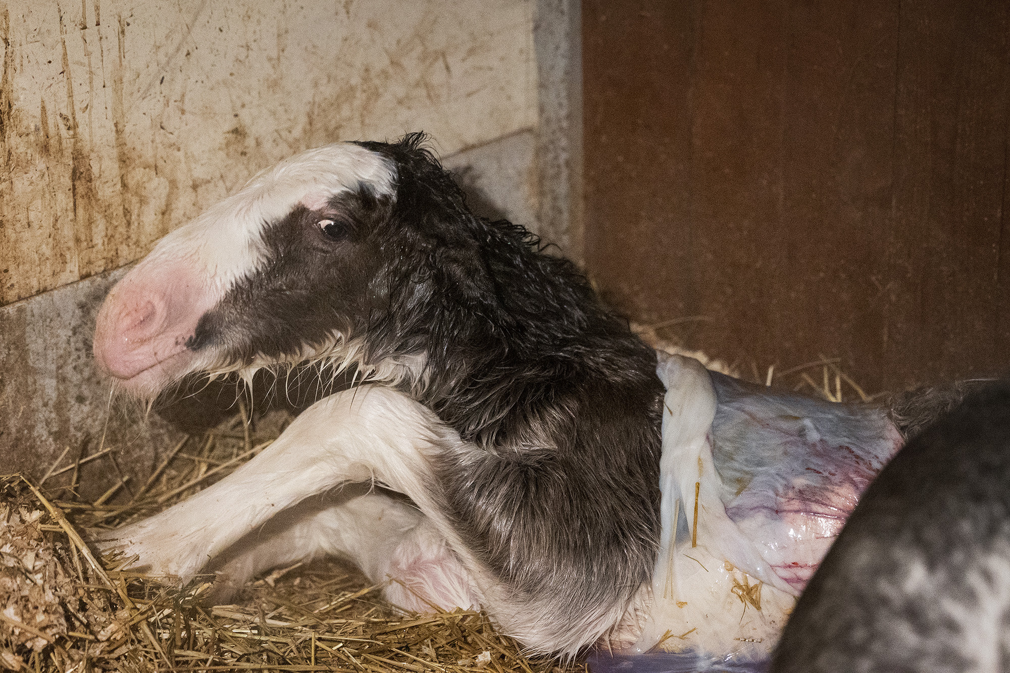 Lille Valley‘s Starlight. CLYDESDALE HOUSE