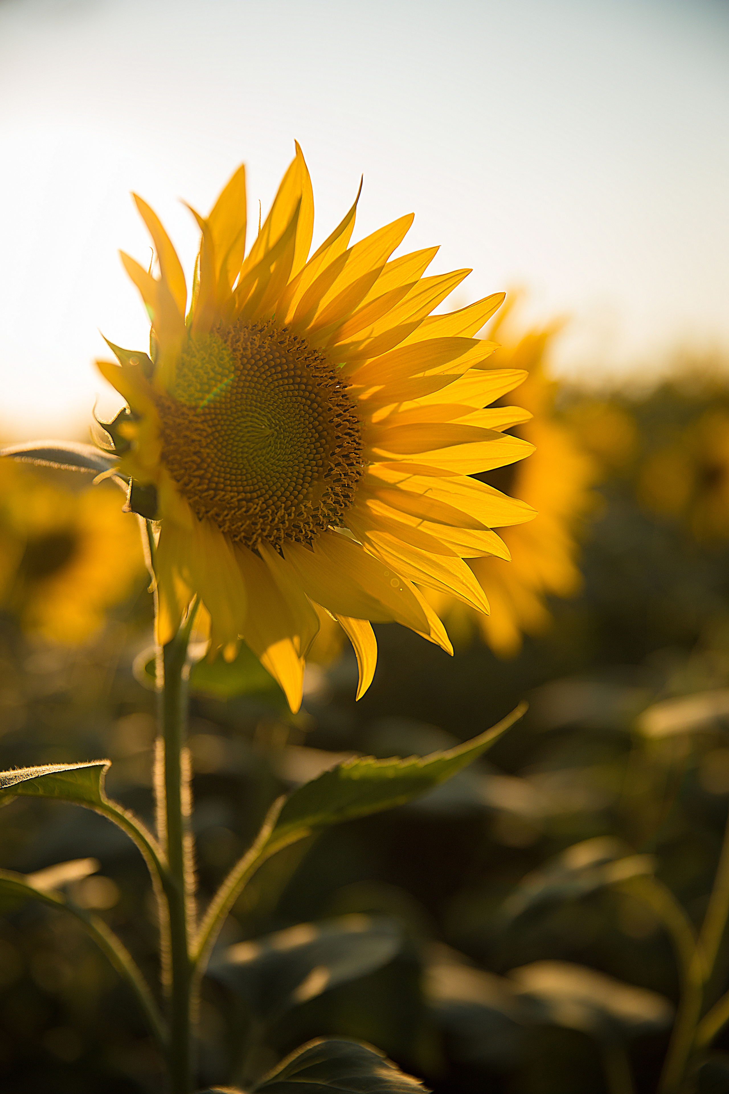 Творческие. Фотограф Любава Колесник. Выпускные альбомы в Крымском районе