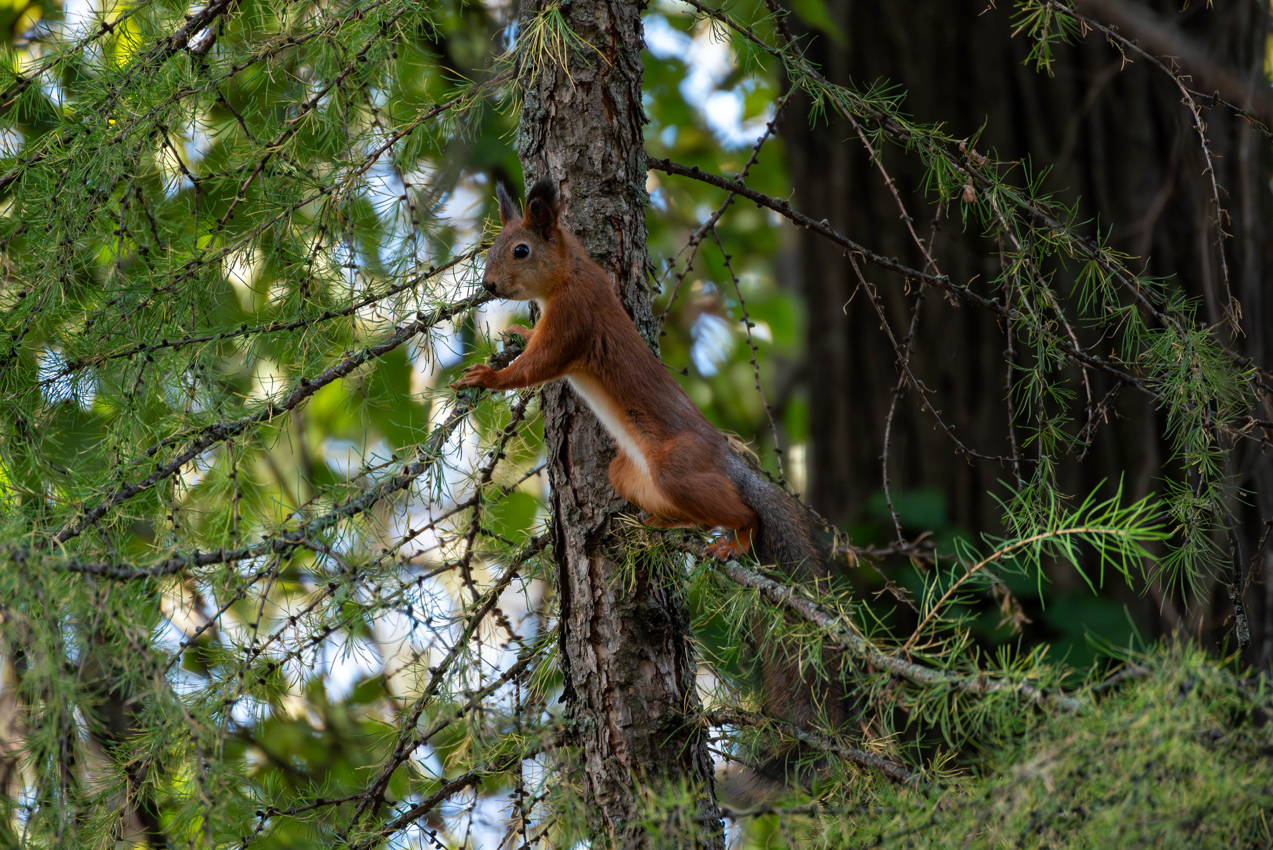 Другие работы. Фуд-фотограф в Кирове Антон Андреев