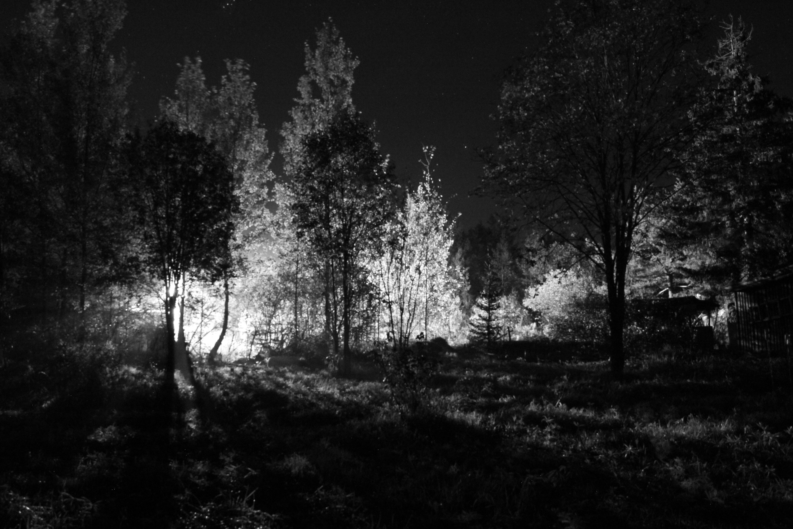 Природа. Растения. Фотограф в Санкт-Петербурге Александр Костюнин