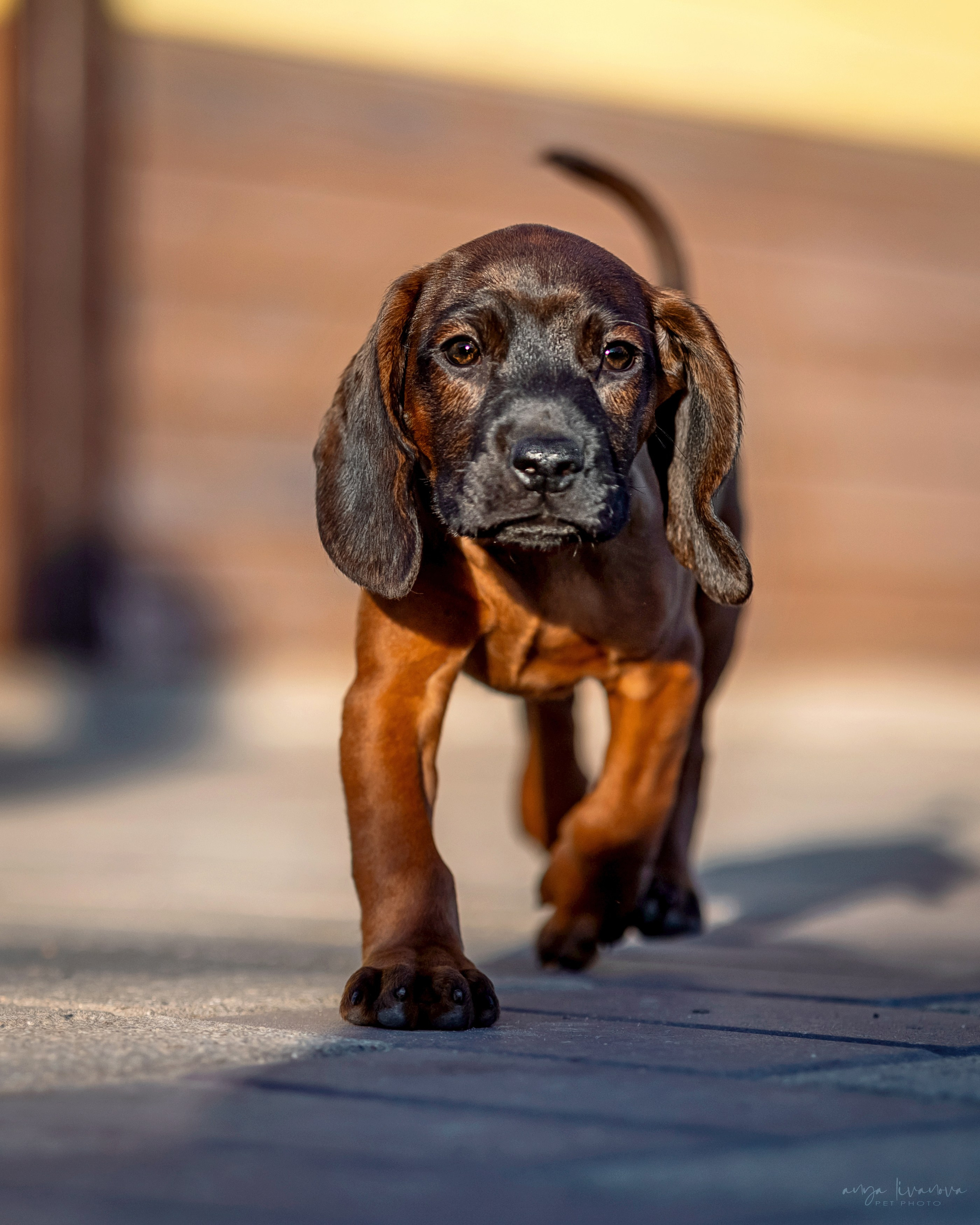 Баварцы. Фотограф анималист Аня Ливанова | Рыбинск