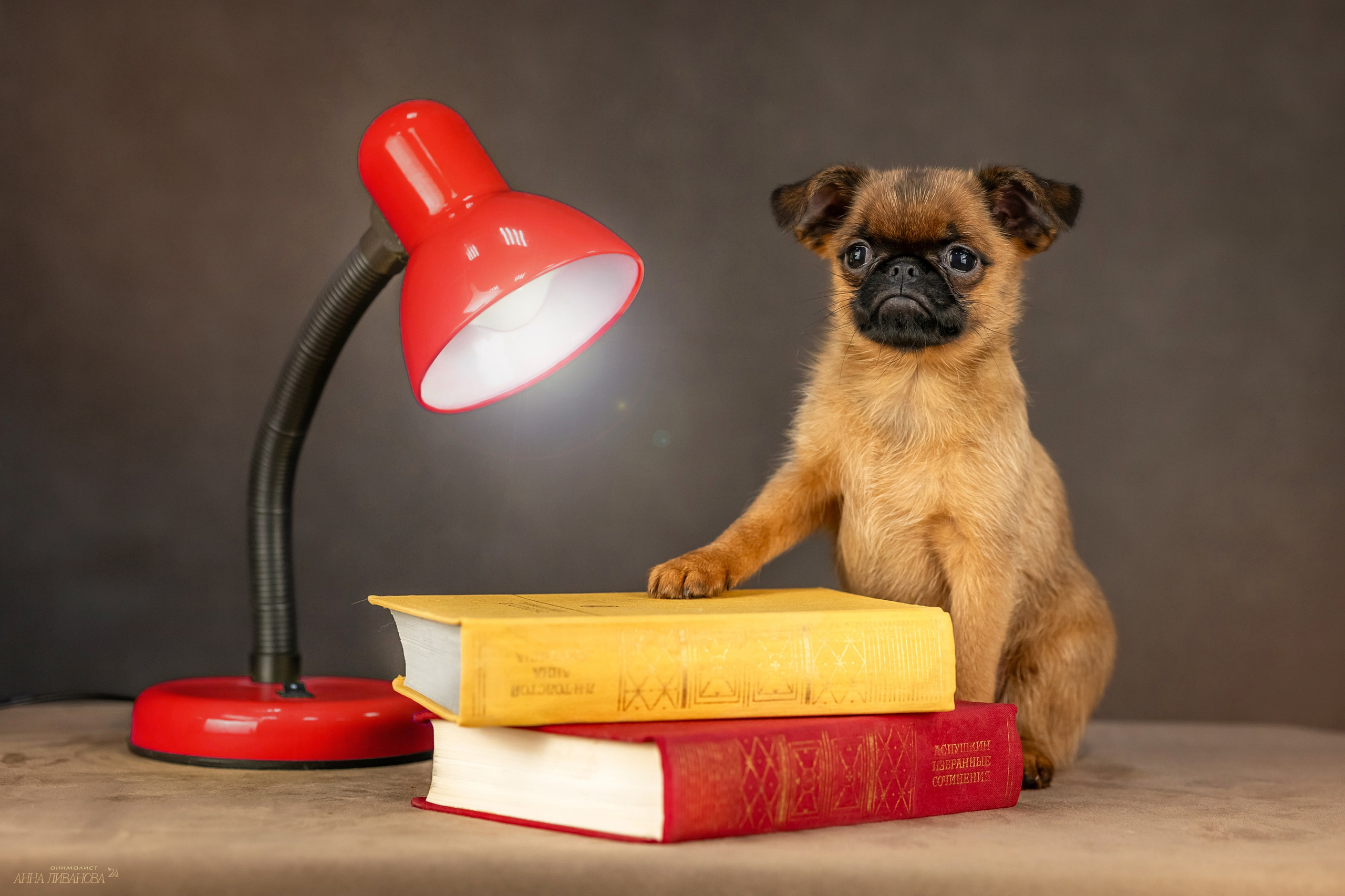 Гриффончики. Фотограф анималист Аня Ливанова | Рыбинск