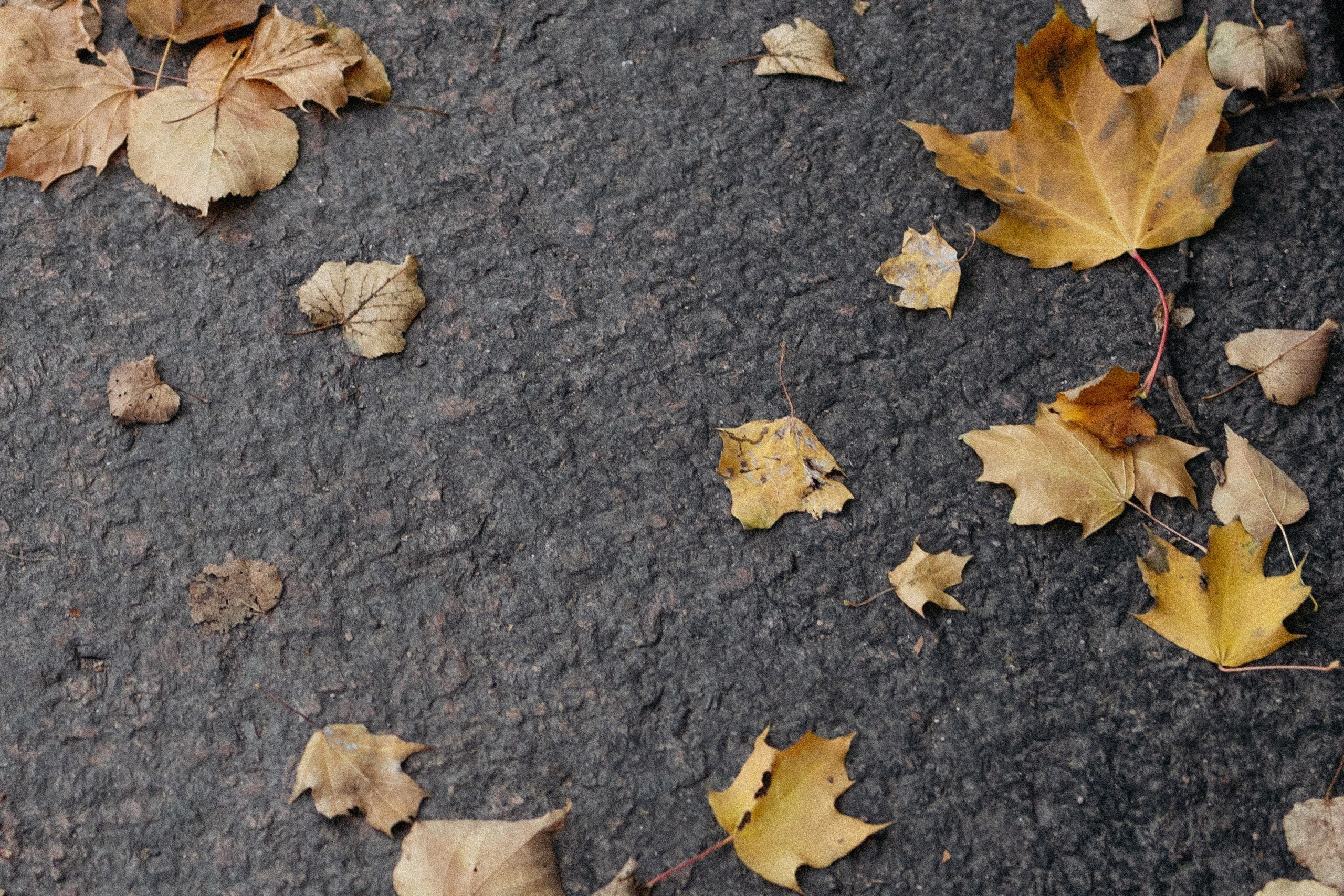 Парная фотосессия в Питере. Вера Пьянцева семейный, свадебный и парный фотограф в Санкт-Петербурге