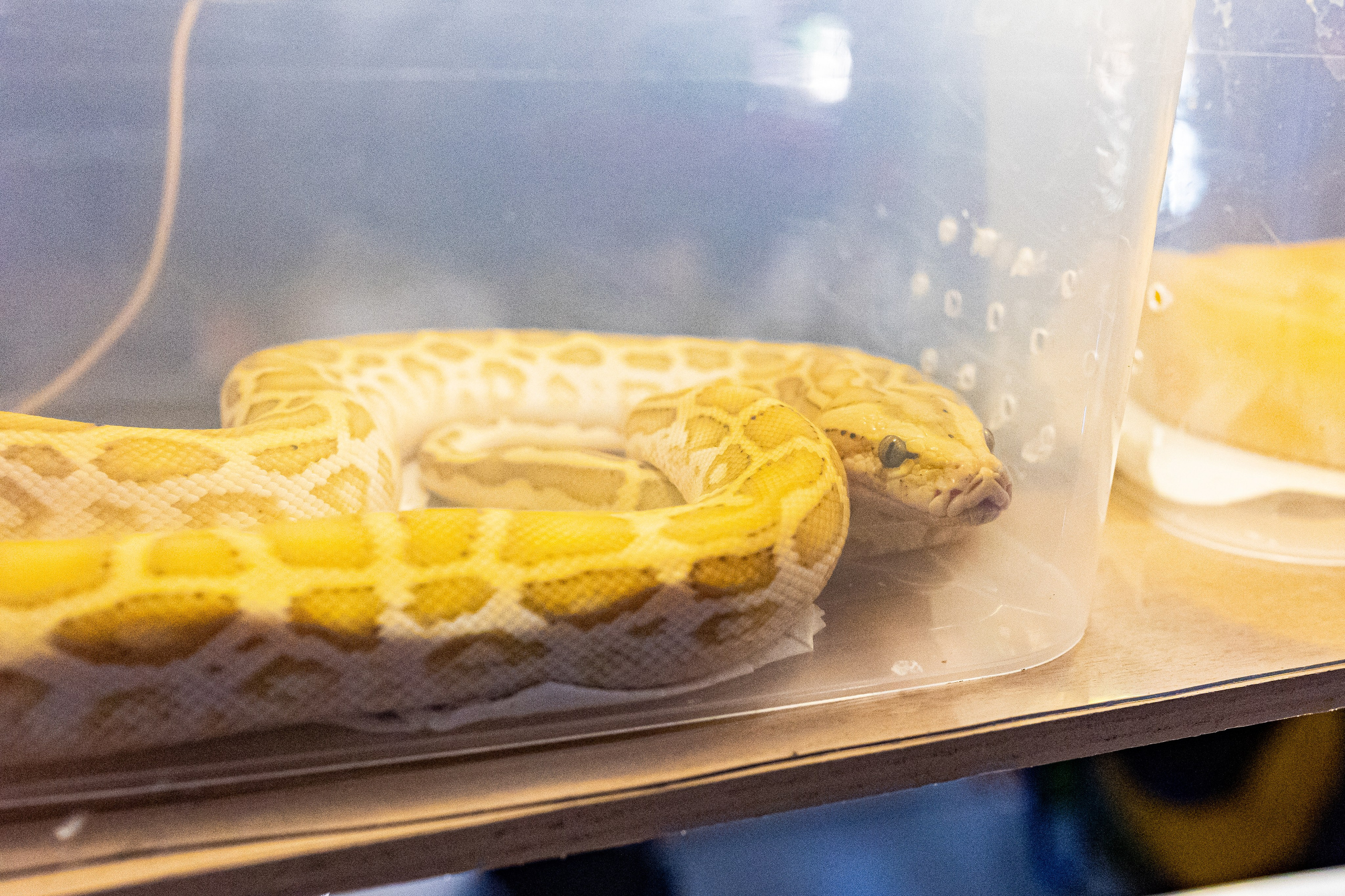 Рептилиум 2024. Александра Куликова фотограф, Москва