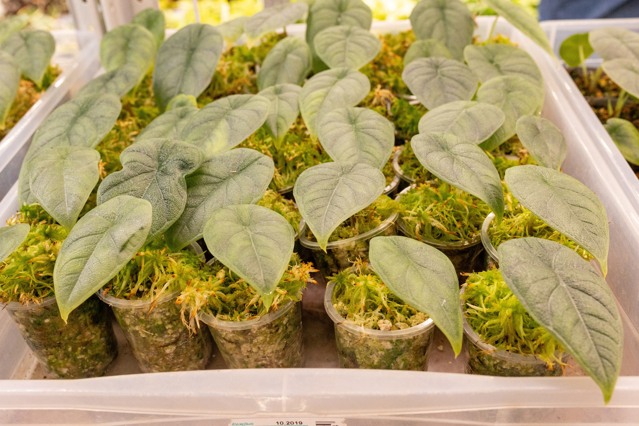 Green_Rare Ярмарка февраль 2025. Александра Куликова фотограф, Москва