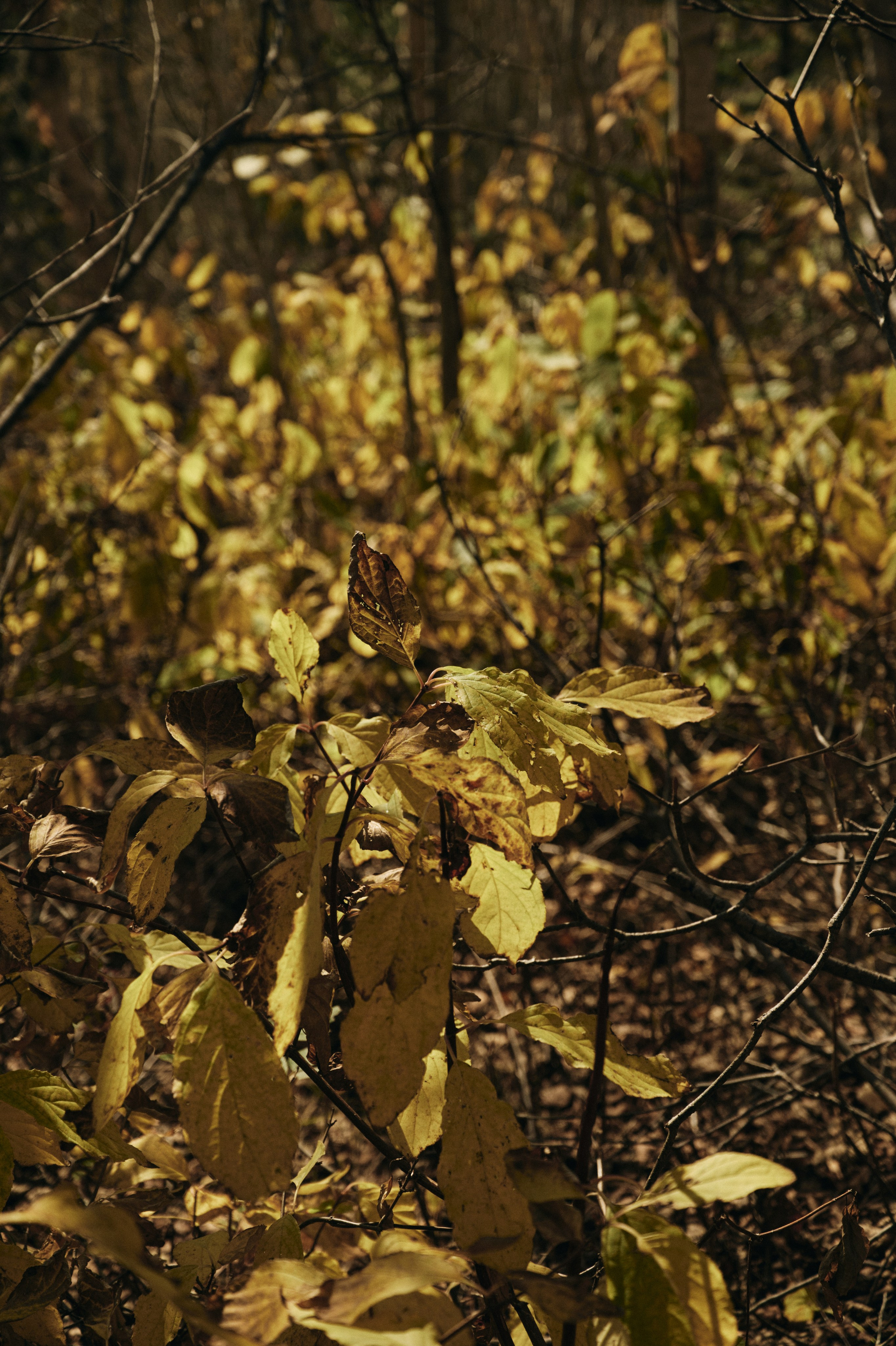 BAON x SAKHALIN. Фотограф Сурков Никита