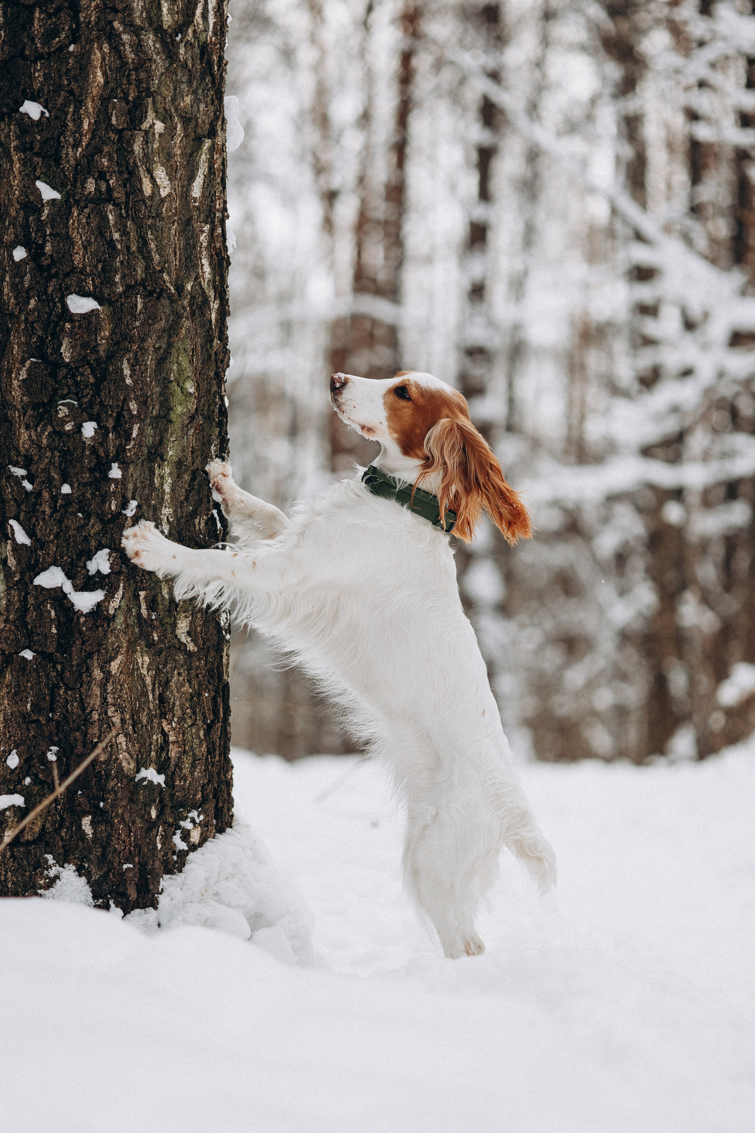 Амуниция «Бобик» 2. Фотораф — анималист Мария Шистка
