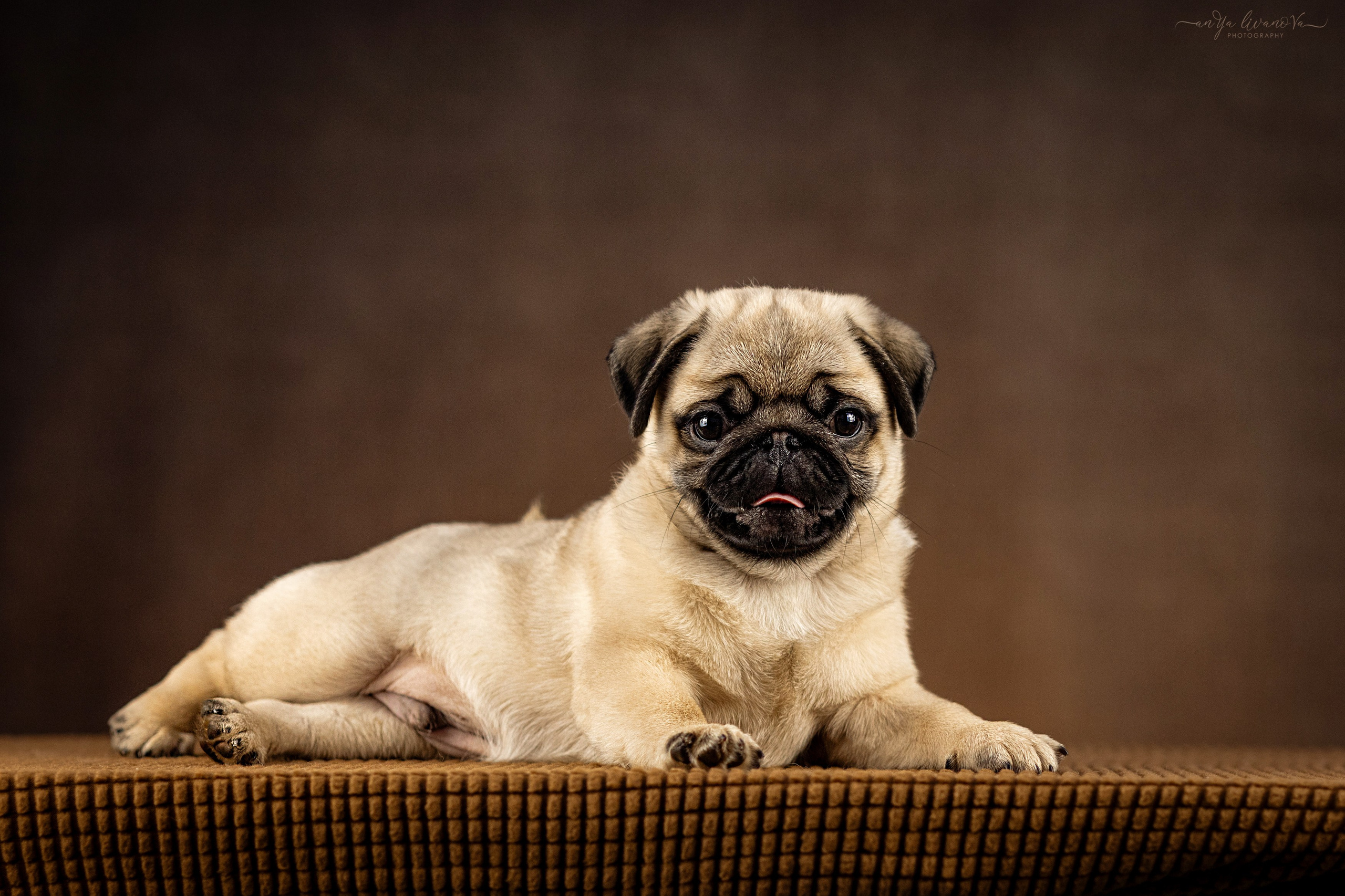 Мопсик. Фотограф анималист Аня Ливанова | Рыбинск