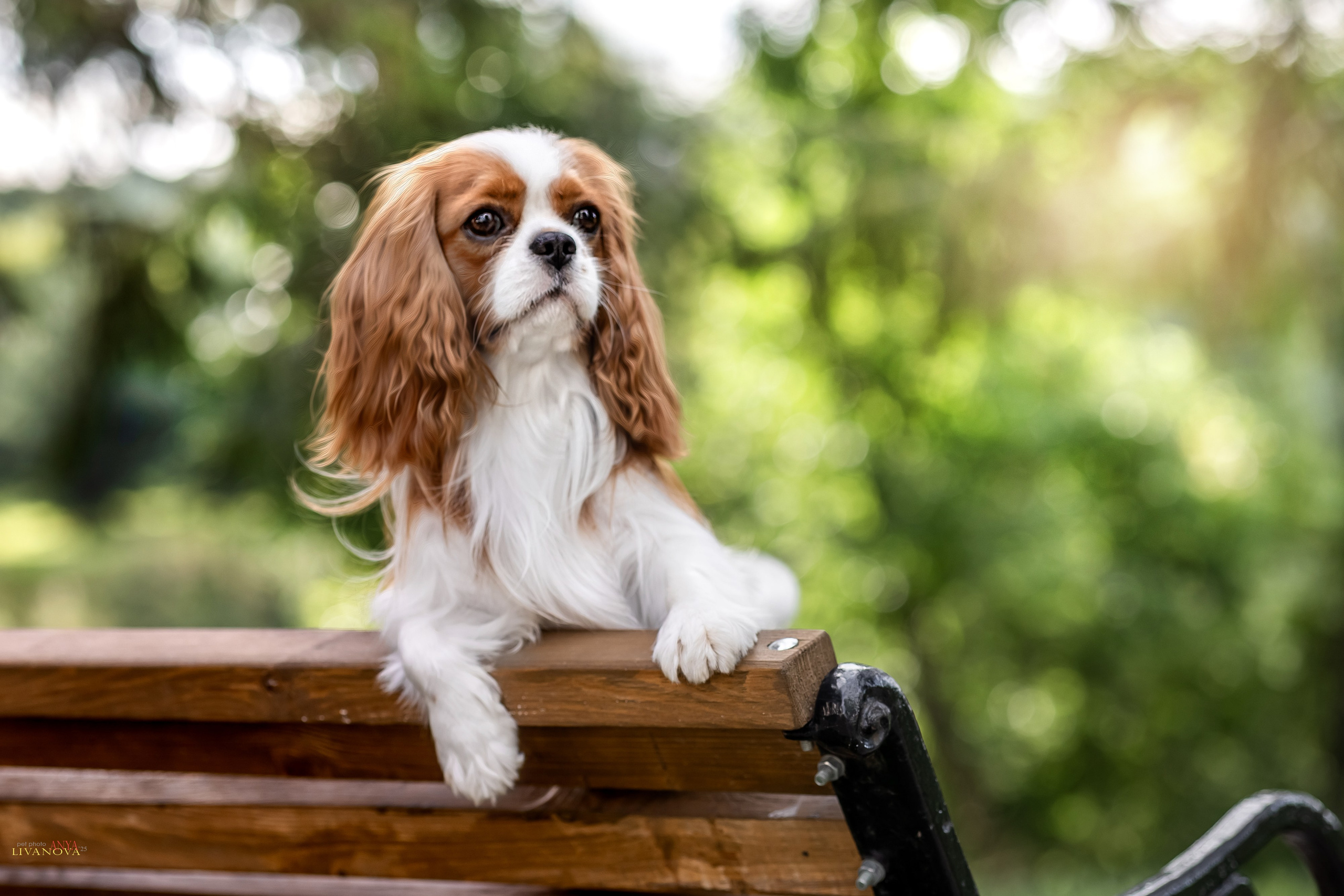 Маруся и Энди. Фотограф анималист Аня Ливанова | Рыбинск