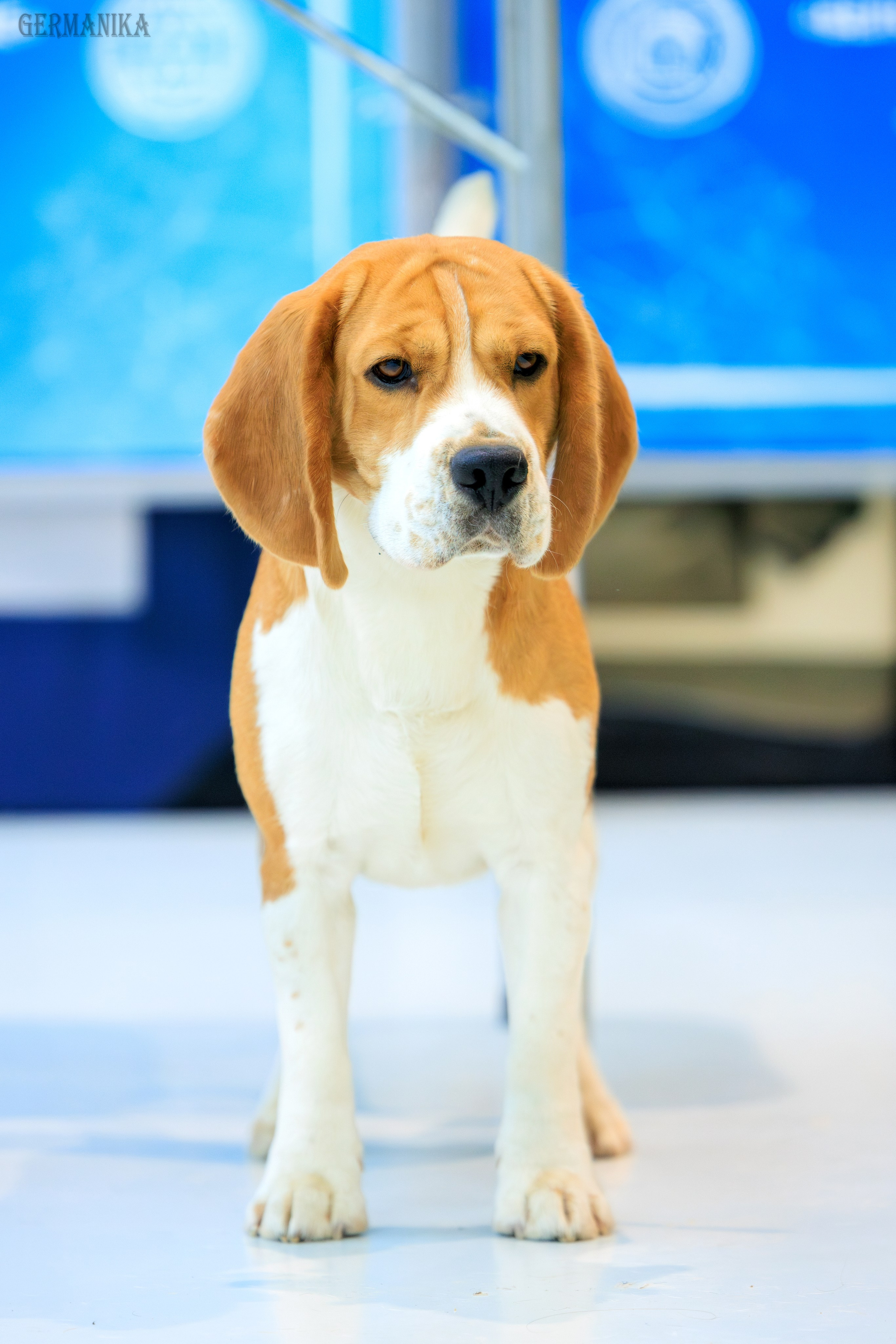 Минск 24-25.02.2024. Фотограф-анималист Юлия Германика