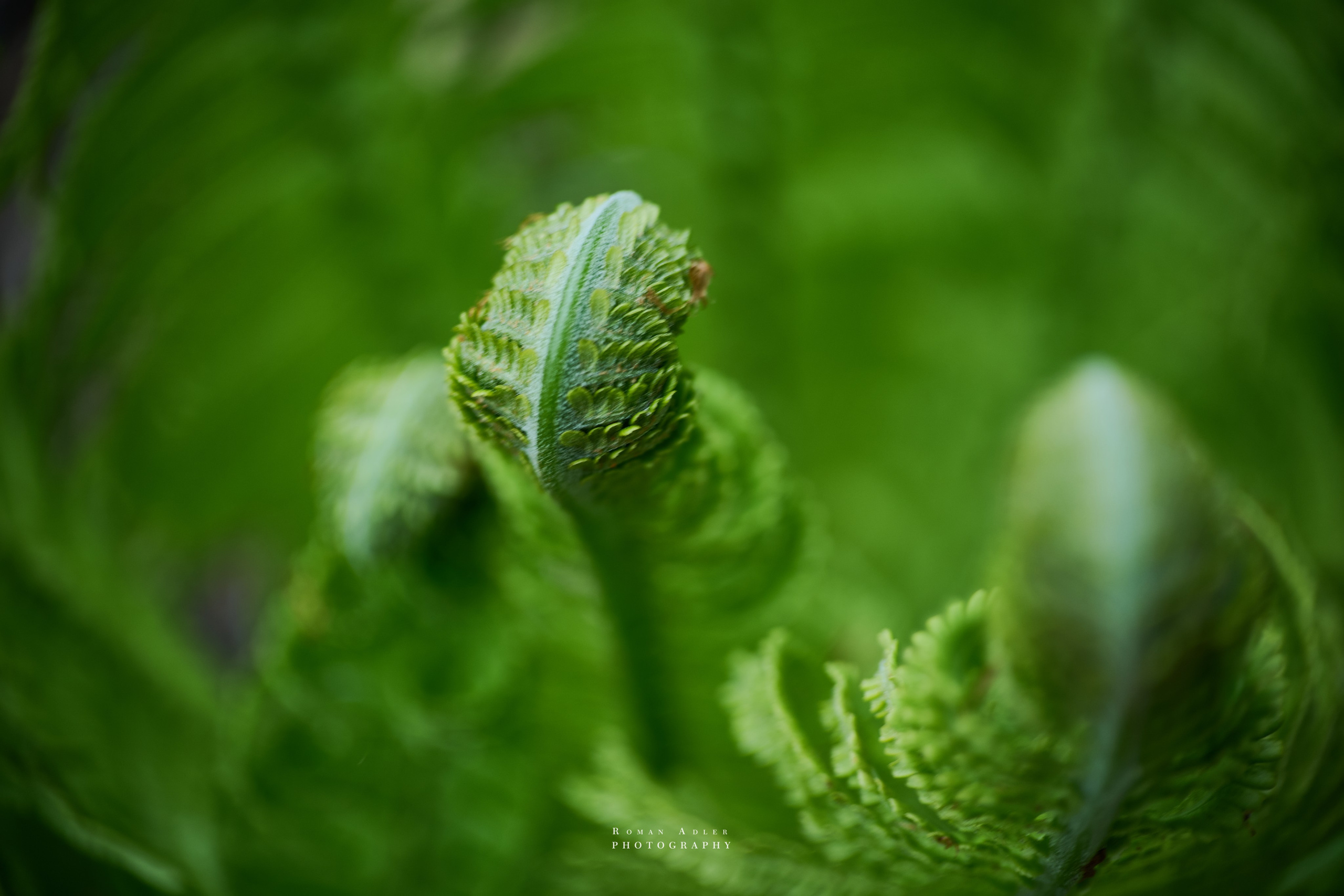 Фотографии весенних цветов. Фотограф Роман Адлер. Фотограф Роман Адлер