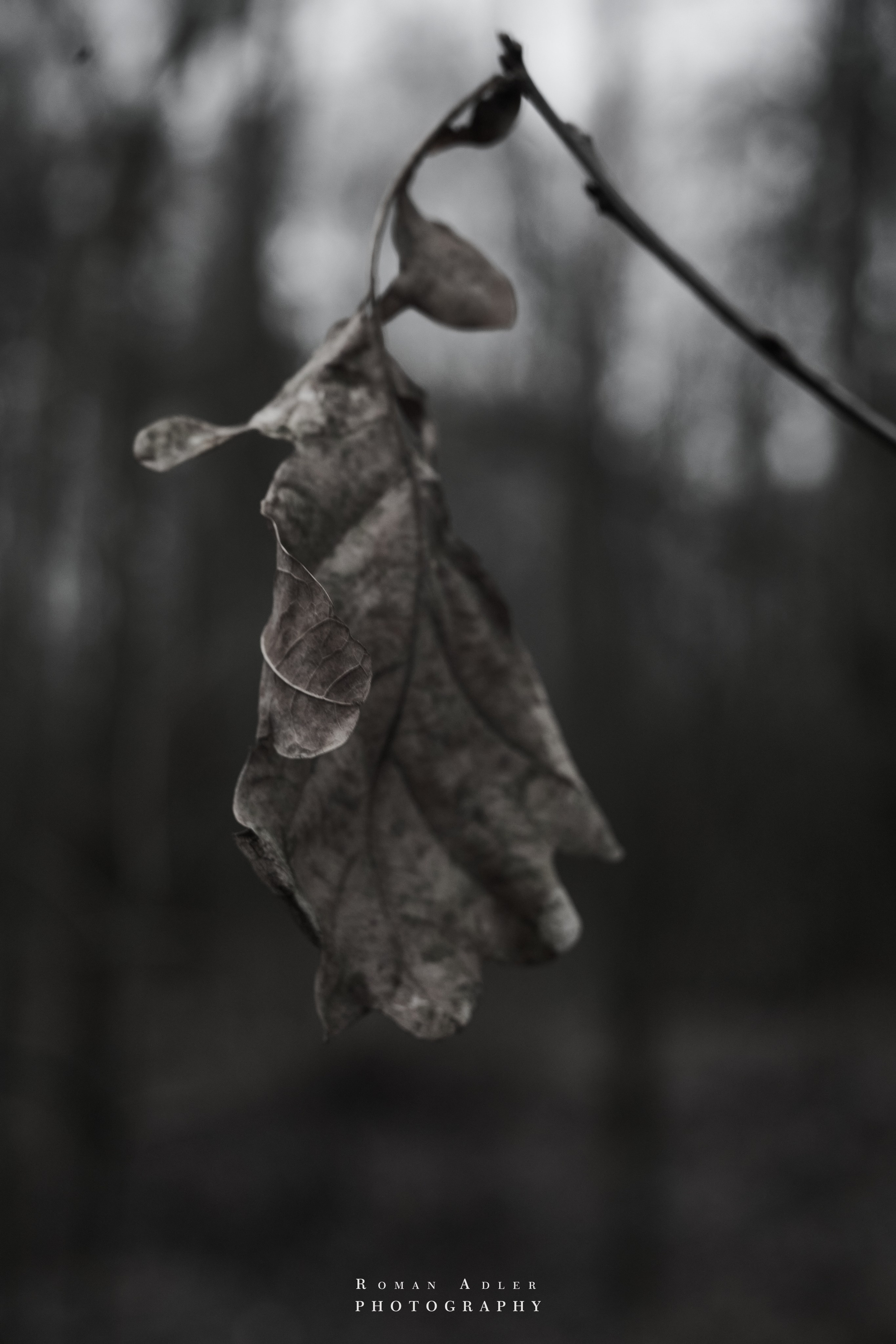 Февральский лес. Фотограф Роман Адлер