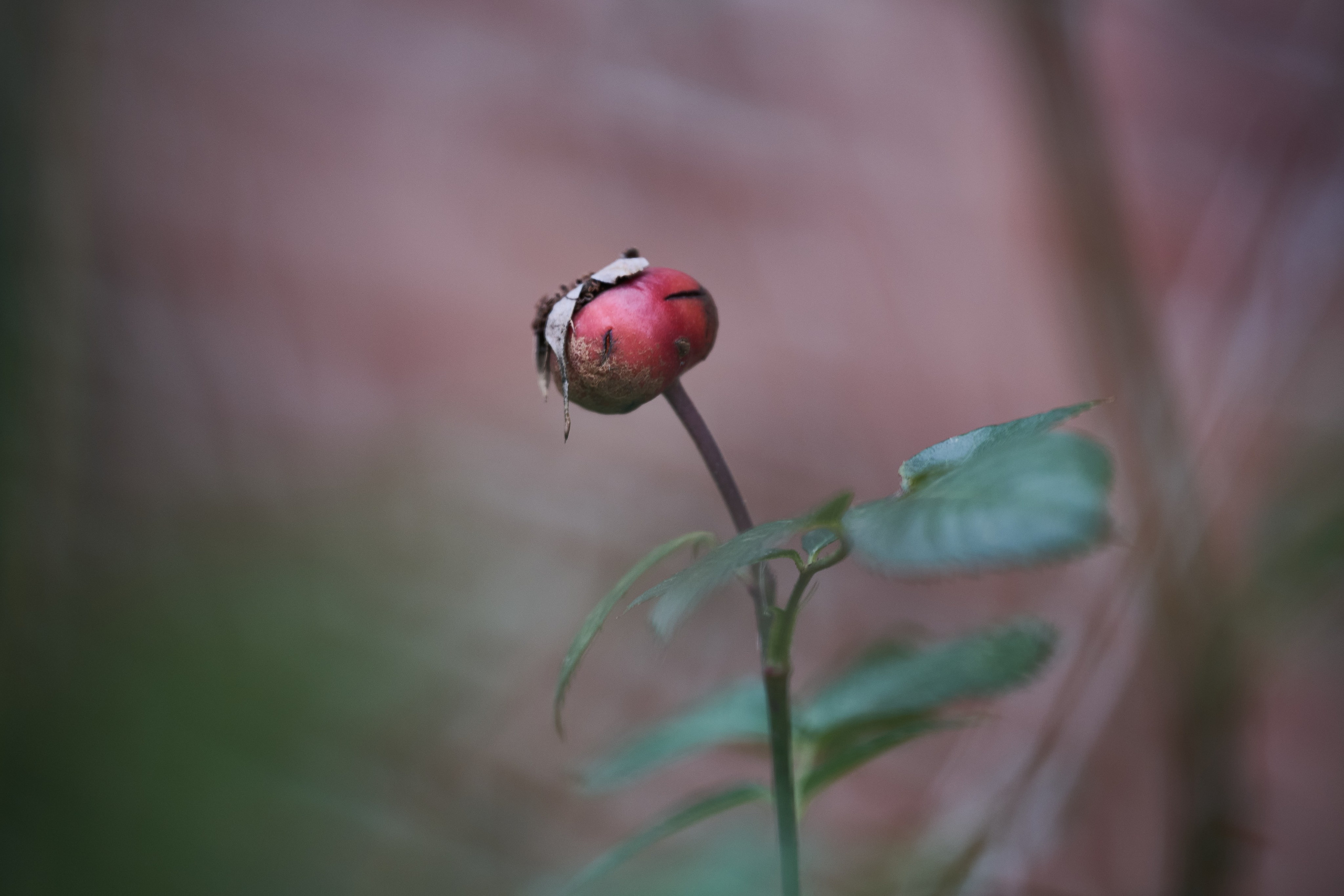 Краснореченское (Луганская область). Ноябрь 2024. Фотограф Роман Адлер