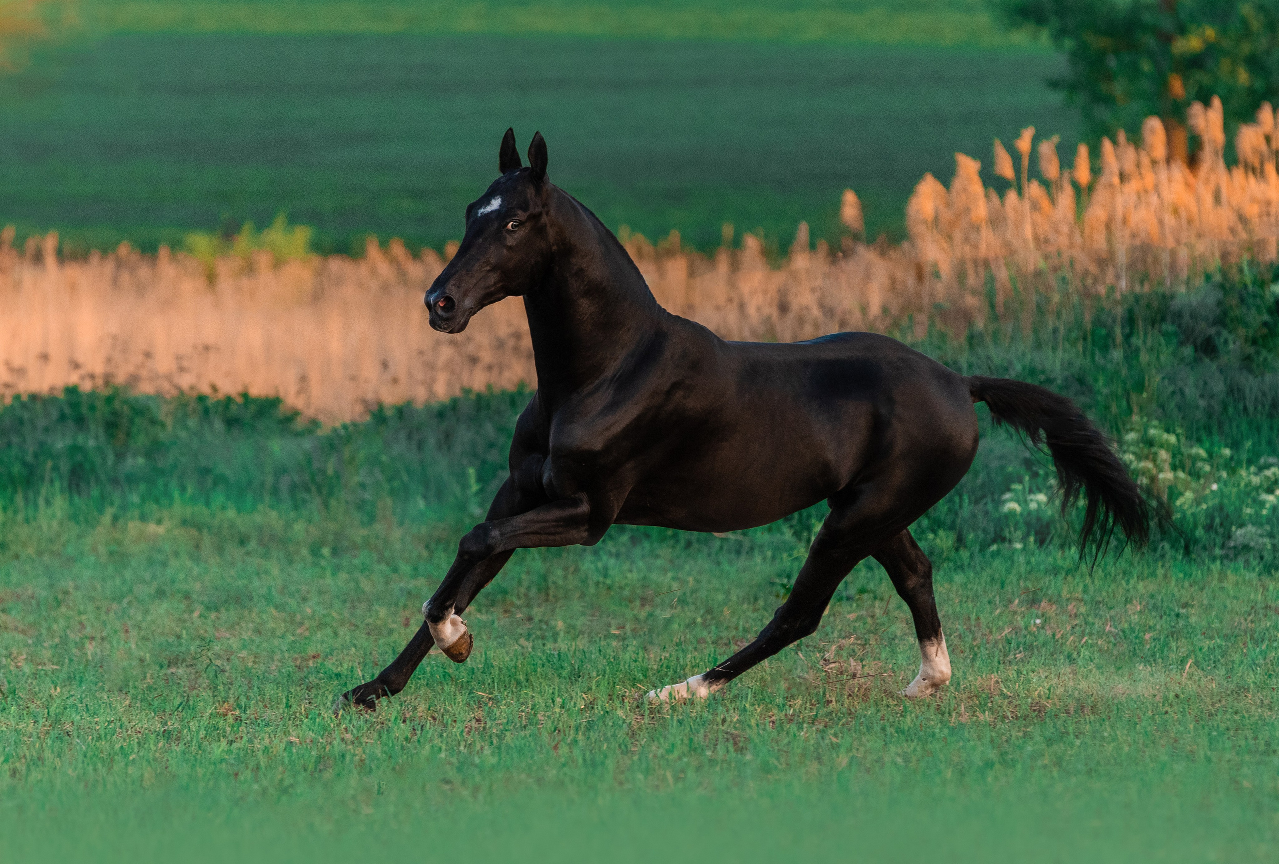В движении. Фотограф-анималист Ксендзова Кристина