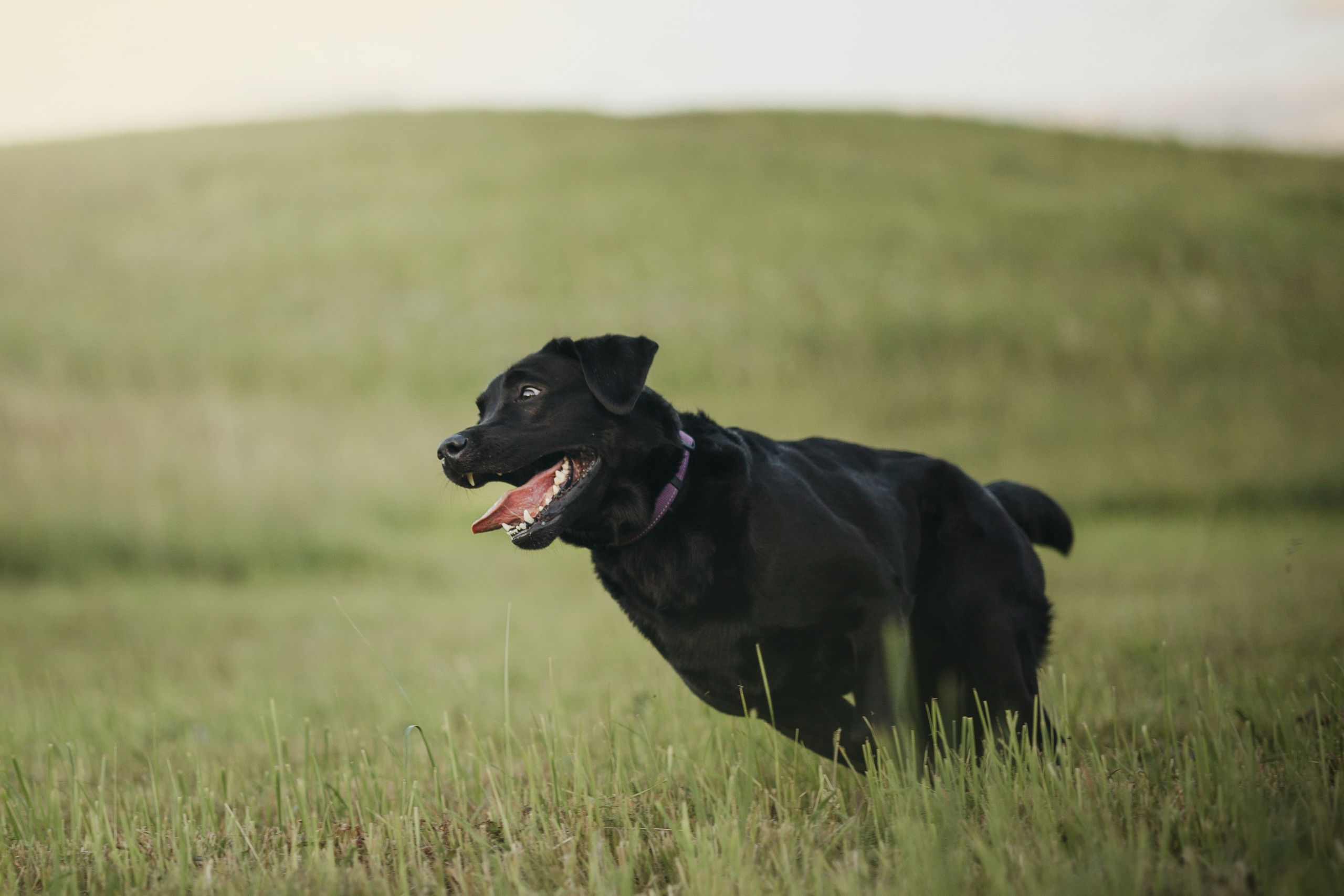 Бомбей и его семья. Фотограф — Анималист | Санкт-Петербург