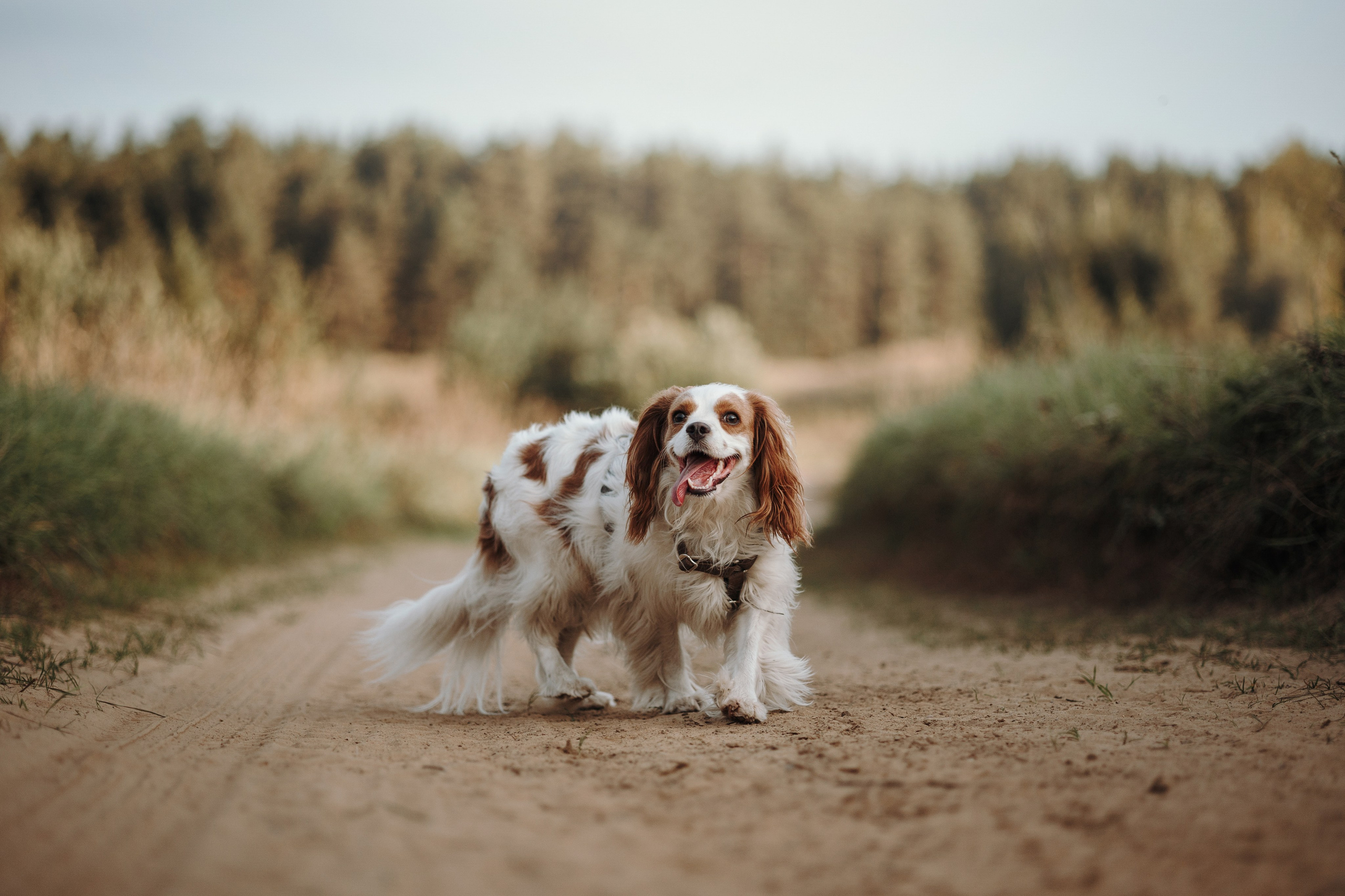 Влада и Белла. Фотограф — Анималист | Санкт-Петербург